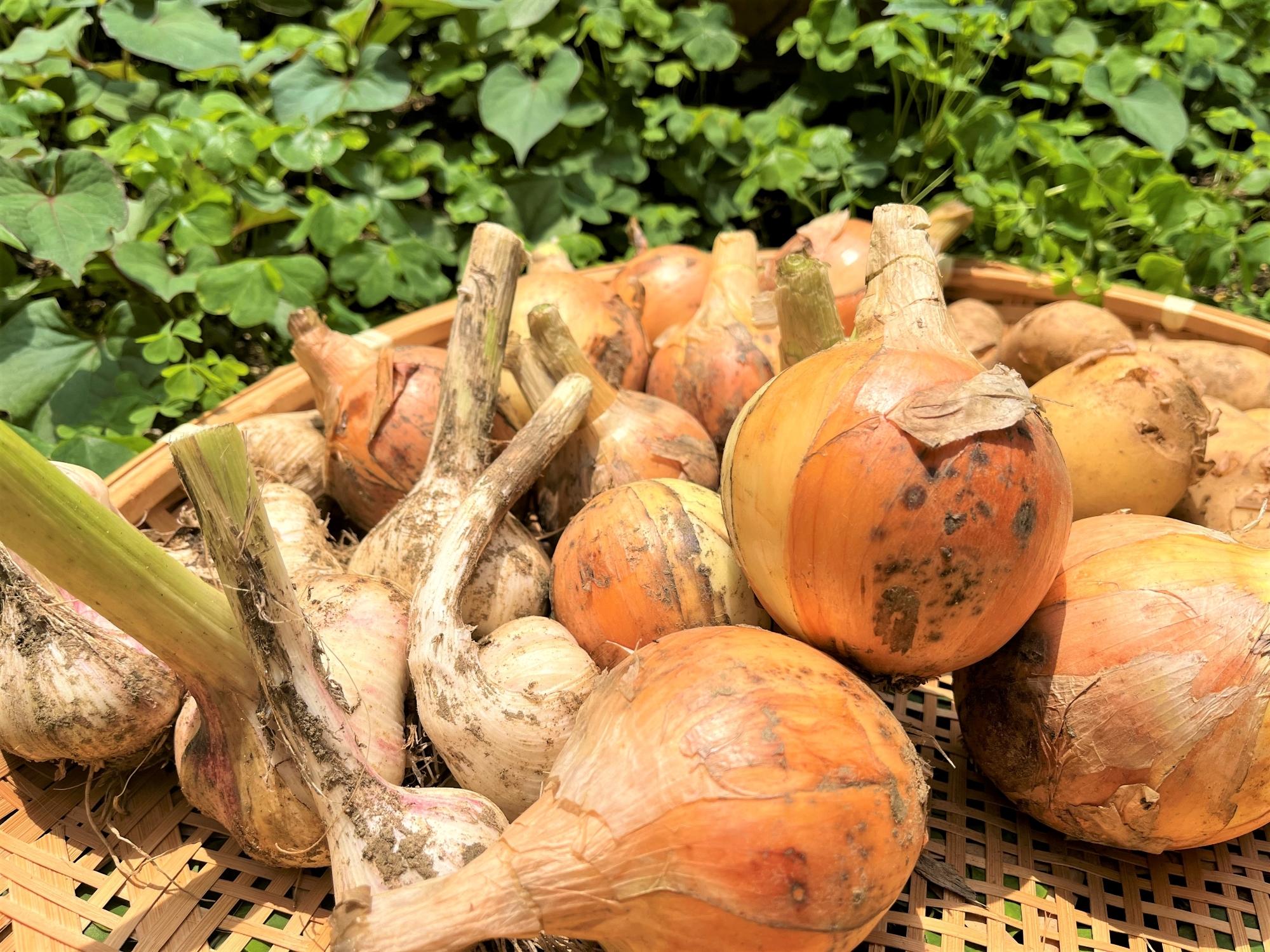 2506野菜全7y