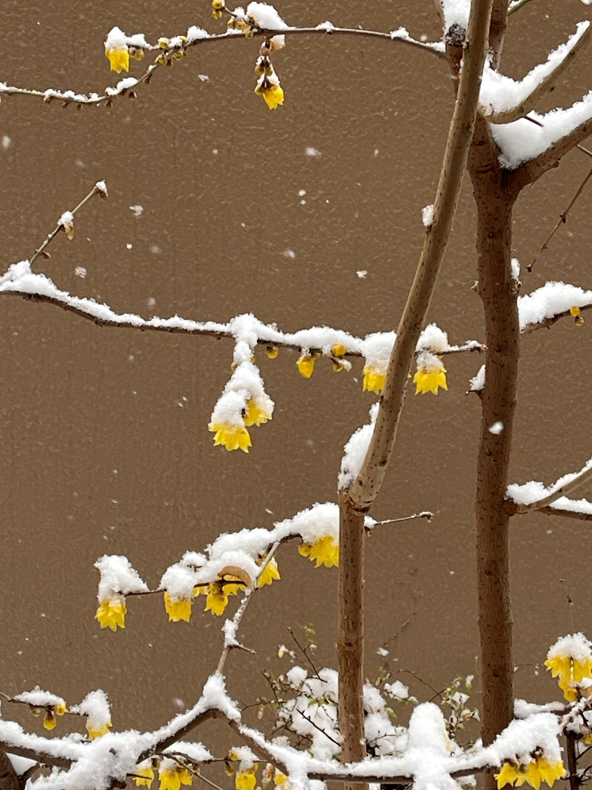 roubaiappu2602ｎ７