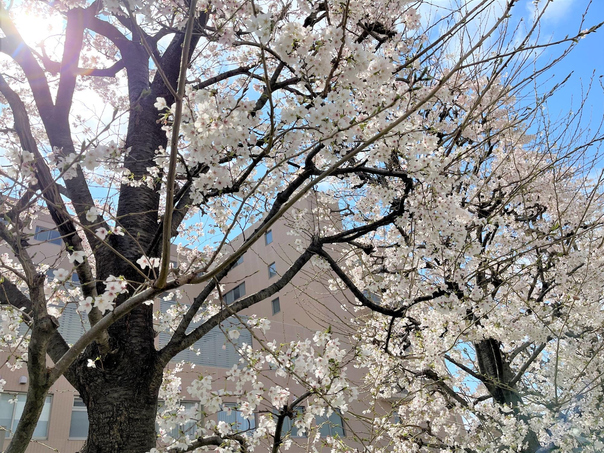 tyuusyajousakura2603y7