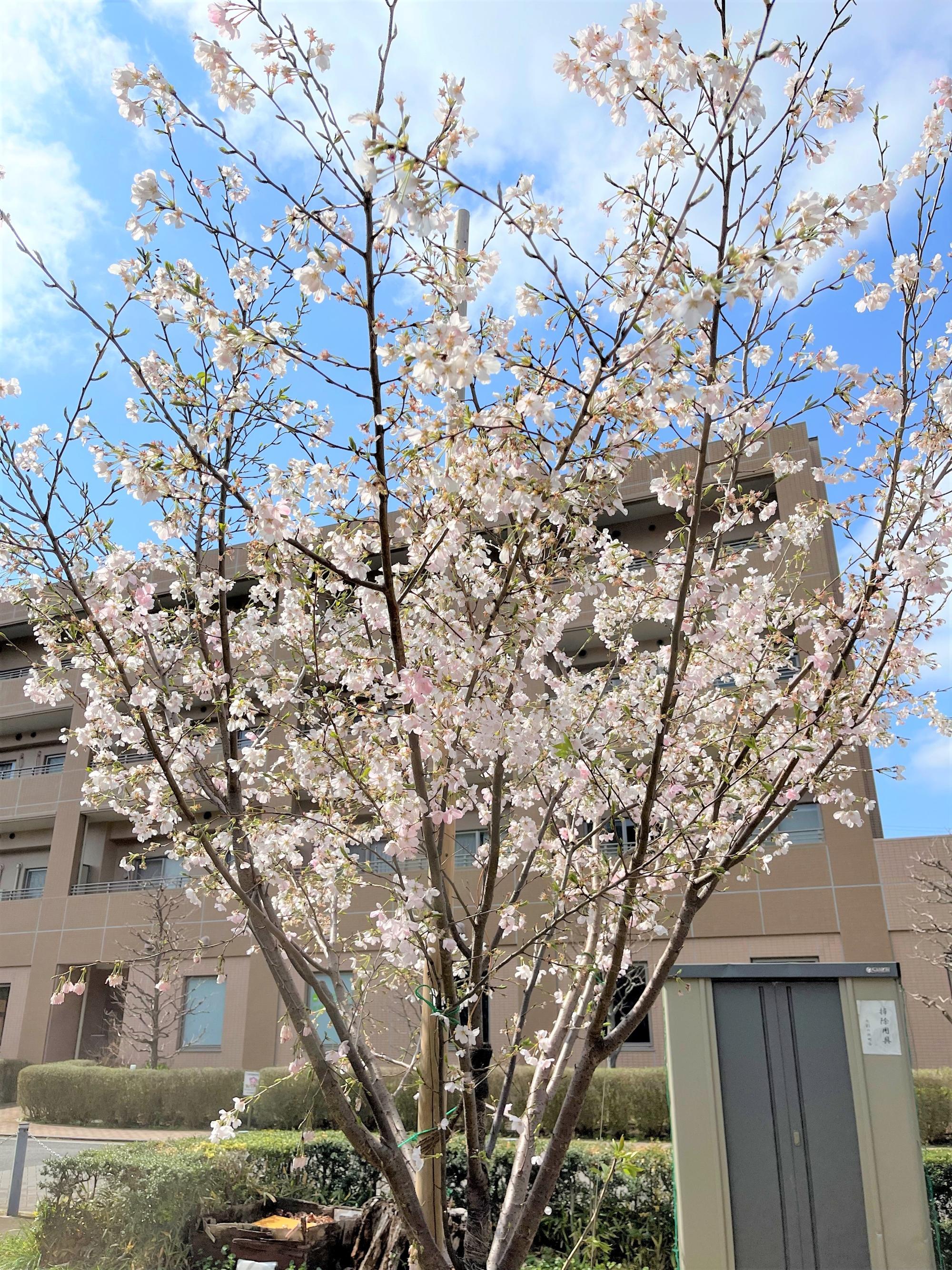 nanasaikouennsakurazenntai2607y7