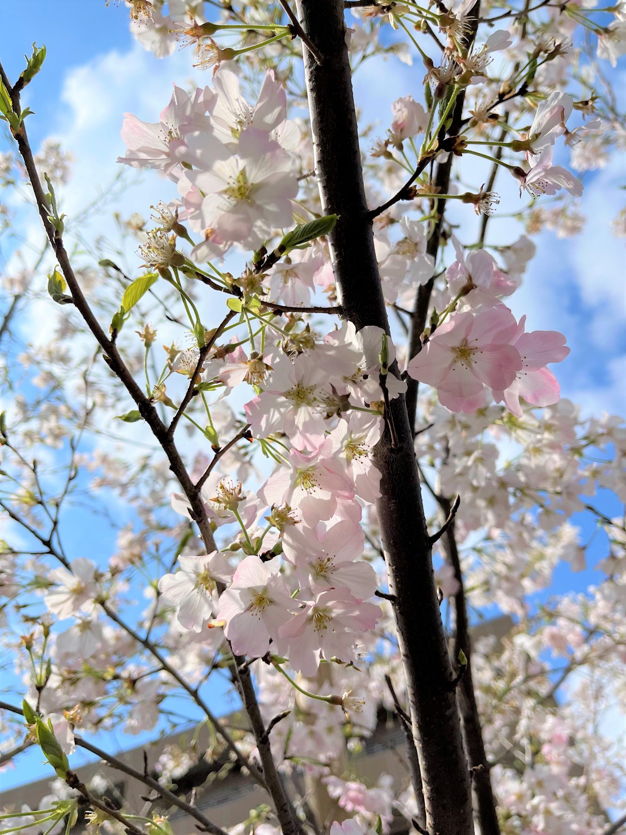 nanasaikouennsakuraappu2603y7