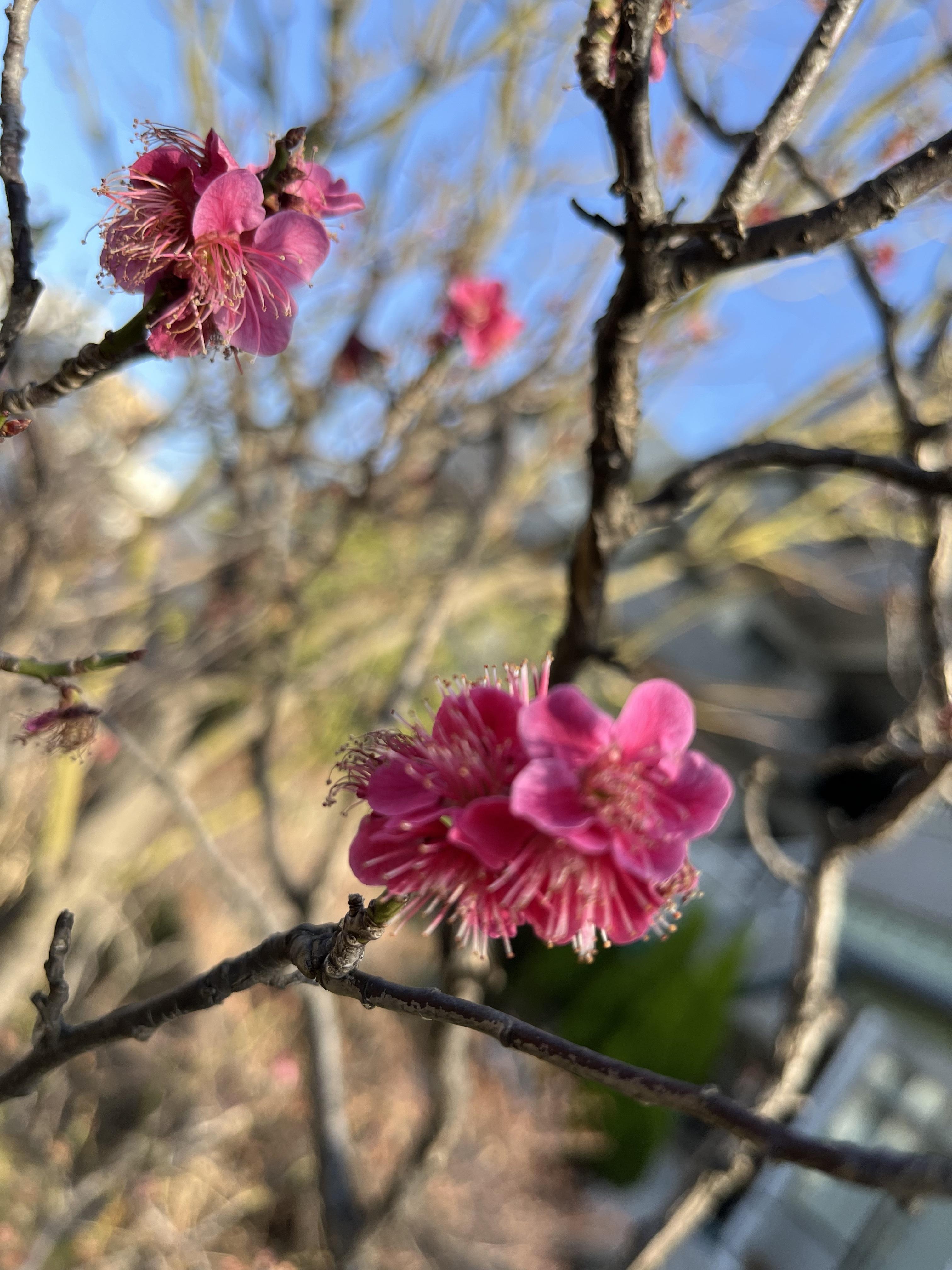 日暮里通信～春、待ち遠しい巻～