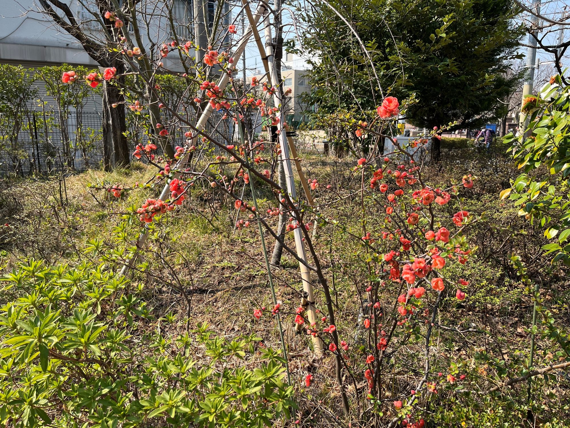 1nippori250321.JPG