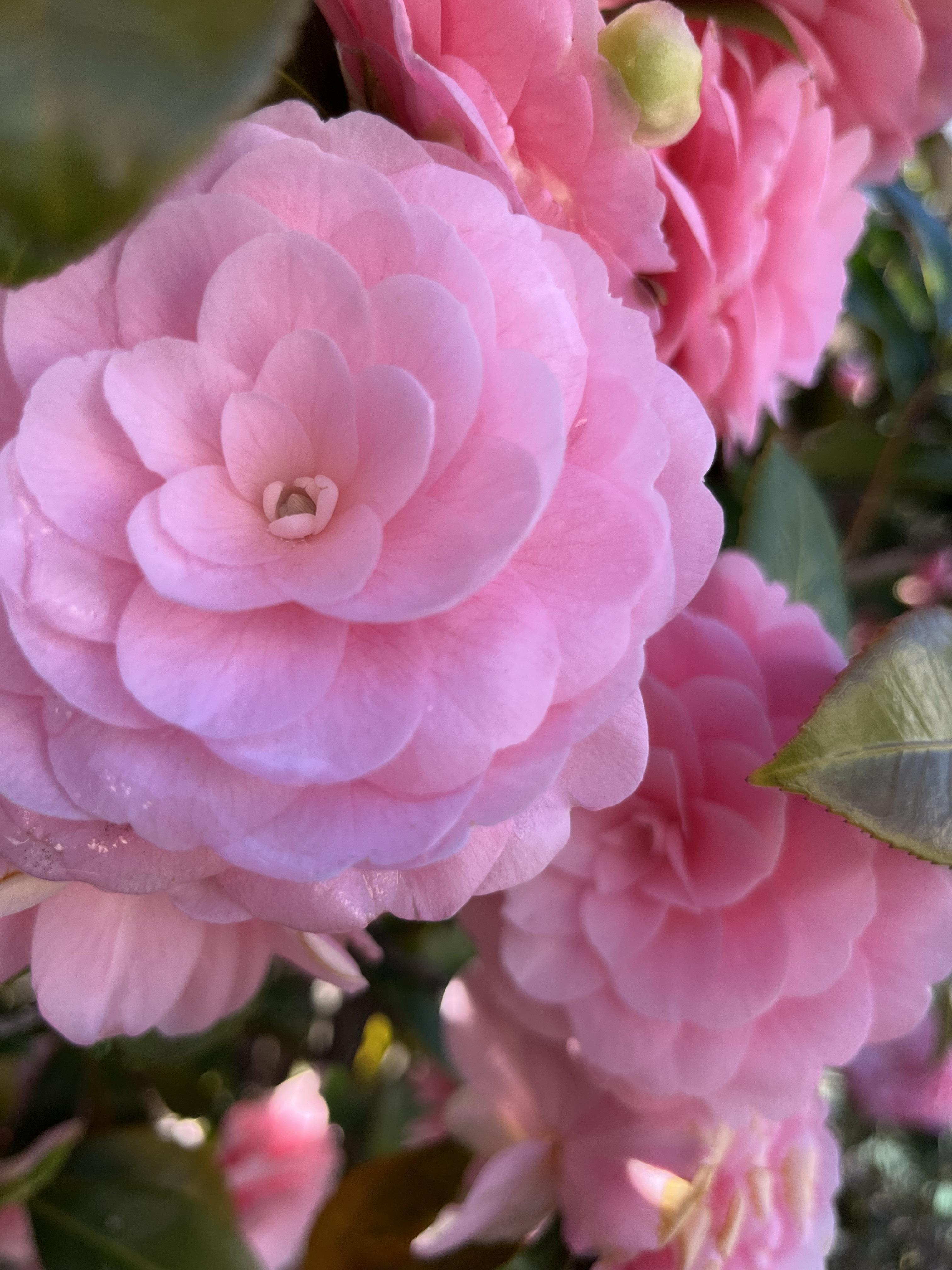 日暮里通信～日暮里庭園の巻②～