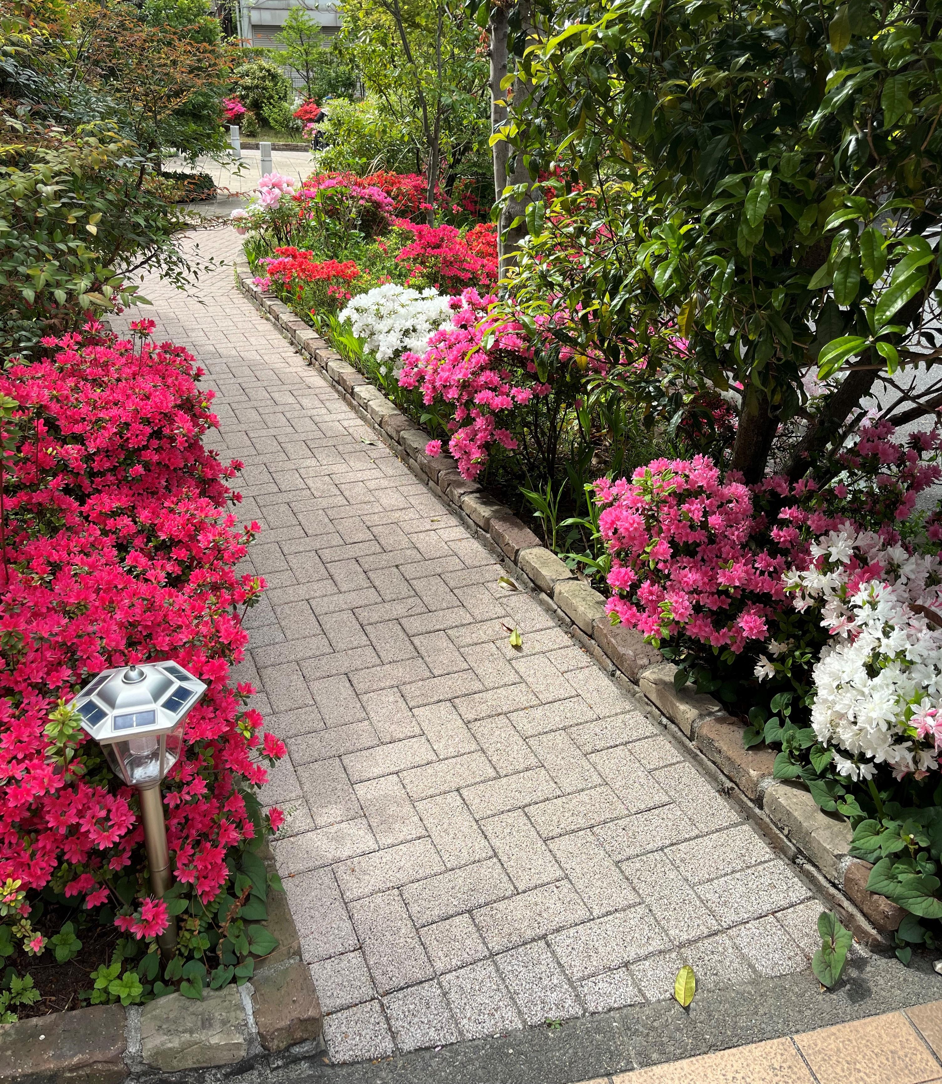 日暮里通信～日暮里庭園の巻③～