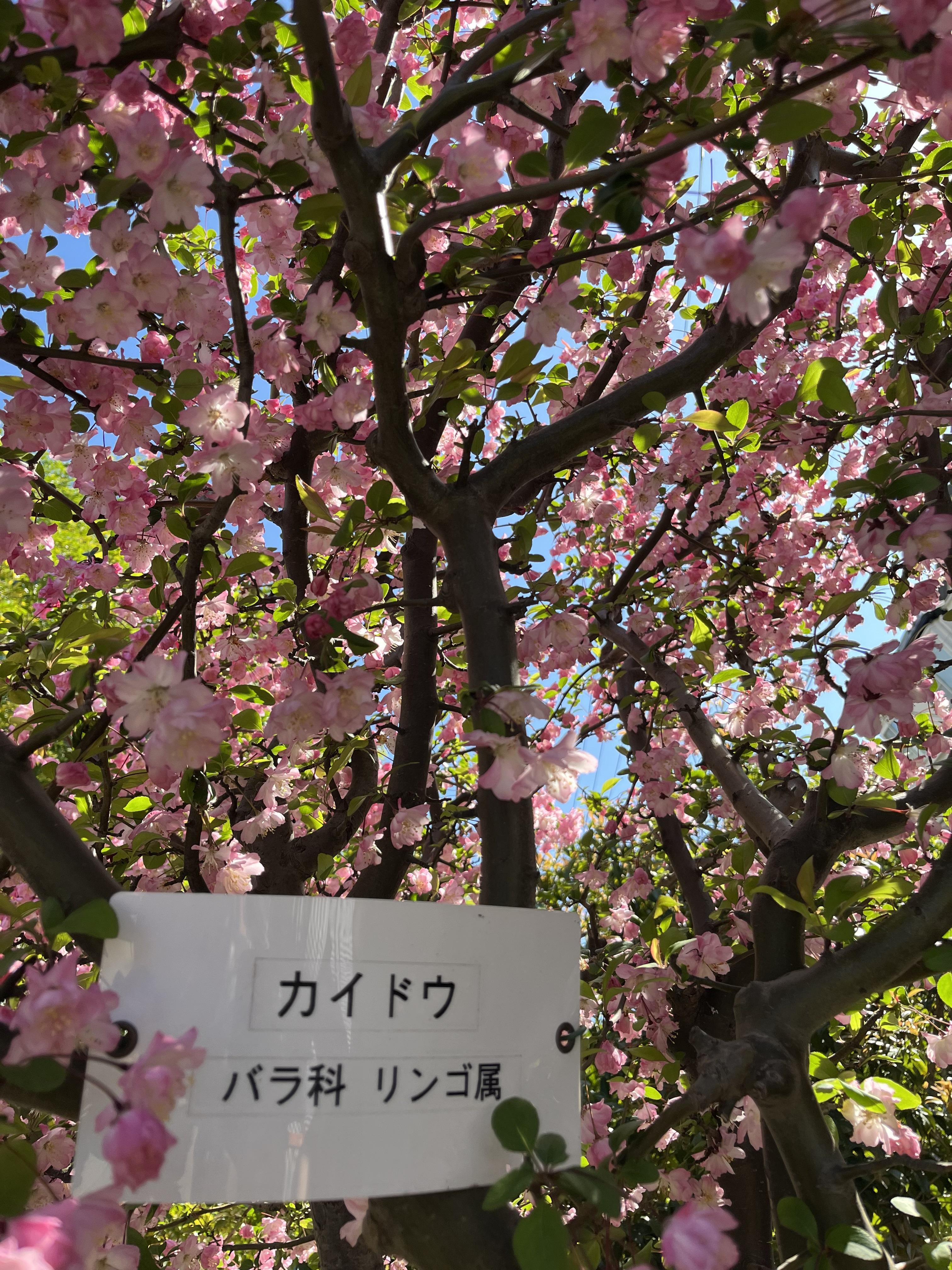 2nippori0401