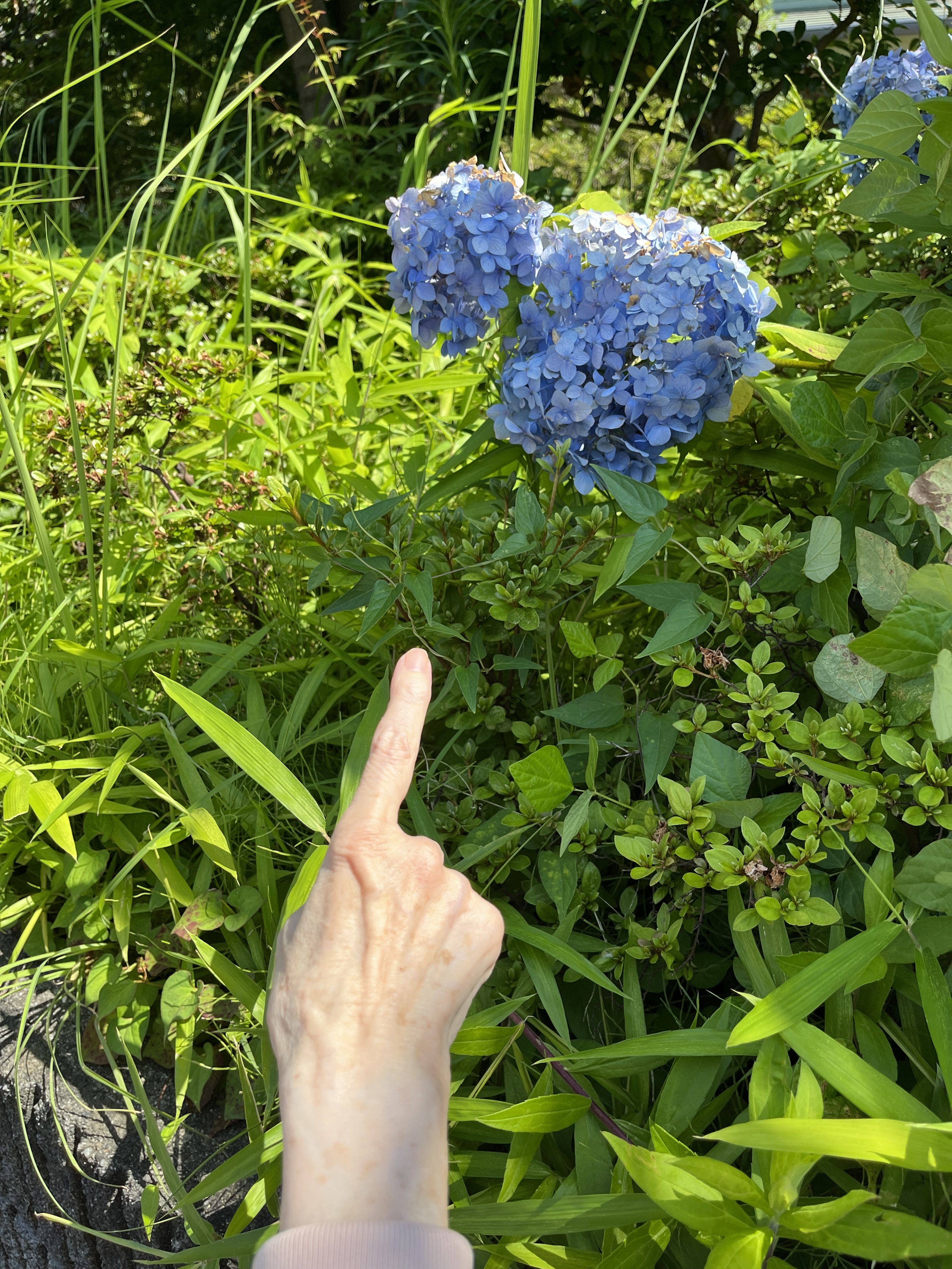 日暮里通信～お庭での癒しの巻～