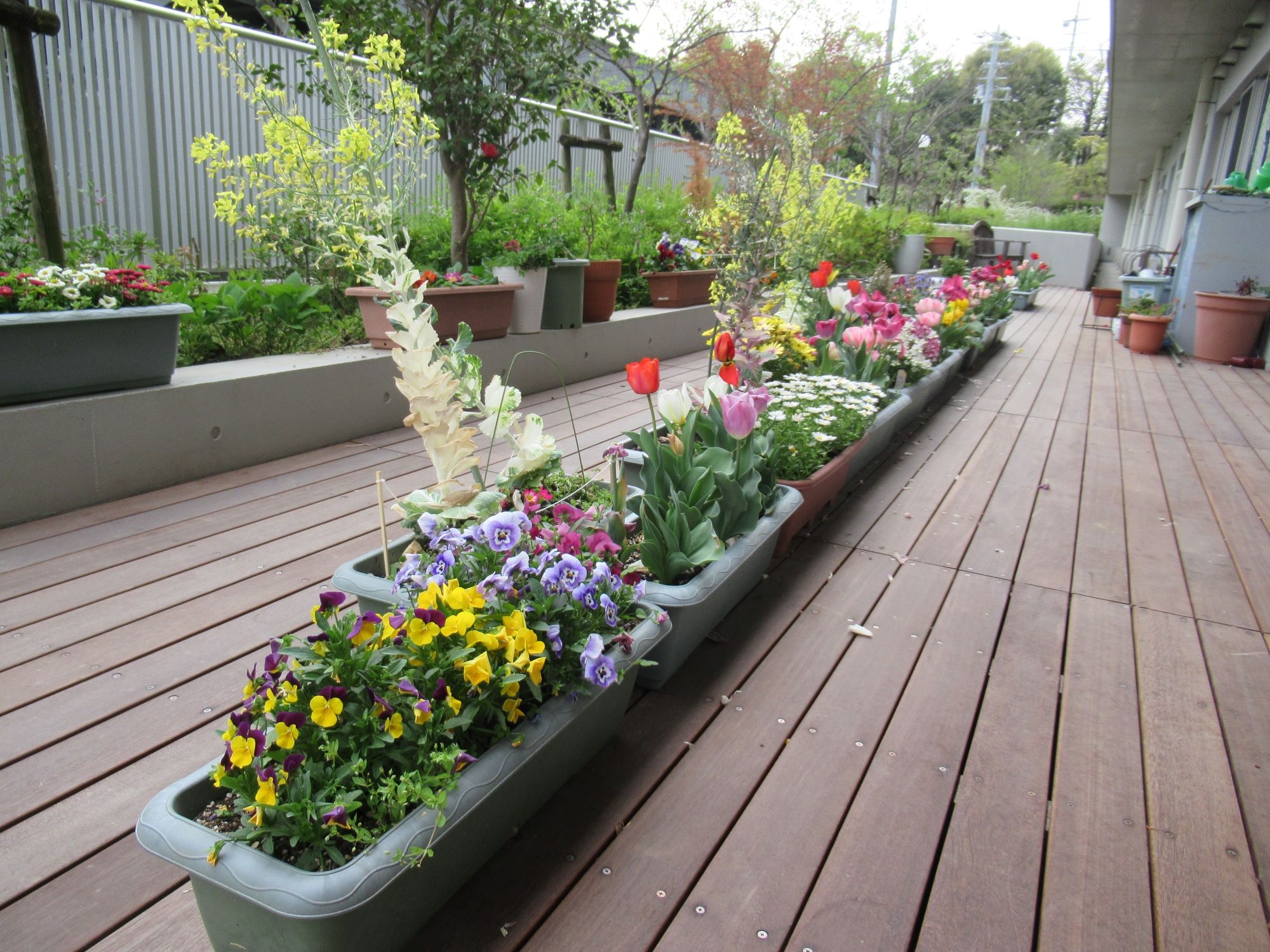 ウッドデッキのお花をご紹介　✿