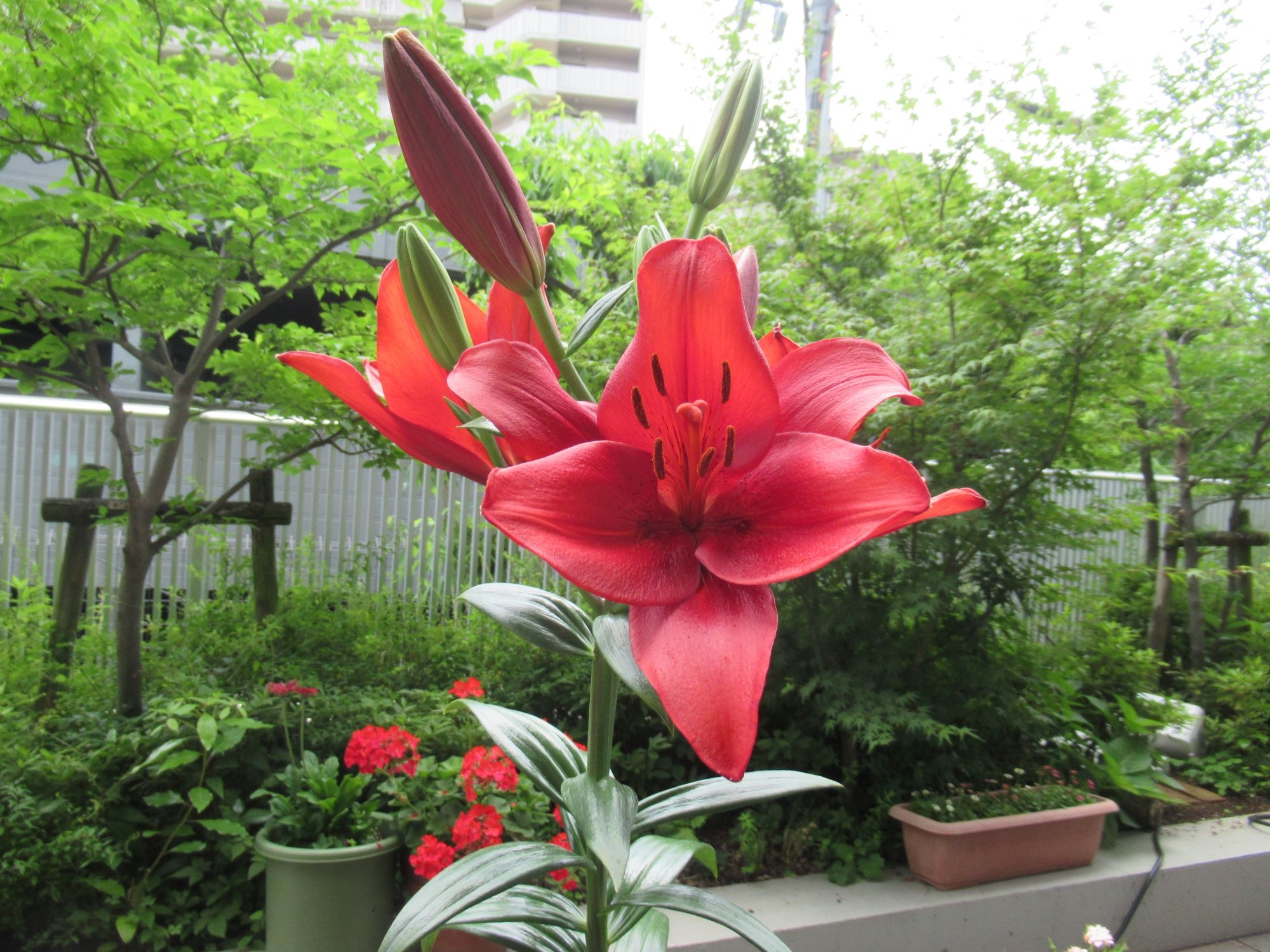 ウッドデッキのお花をご紹介　✿　6月編