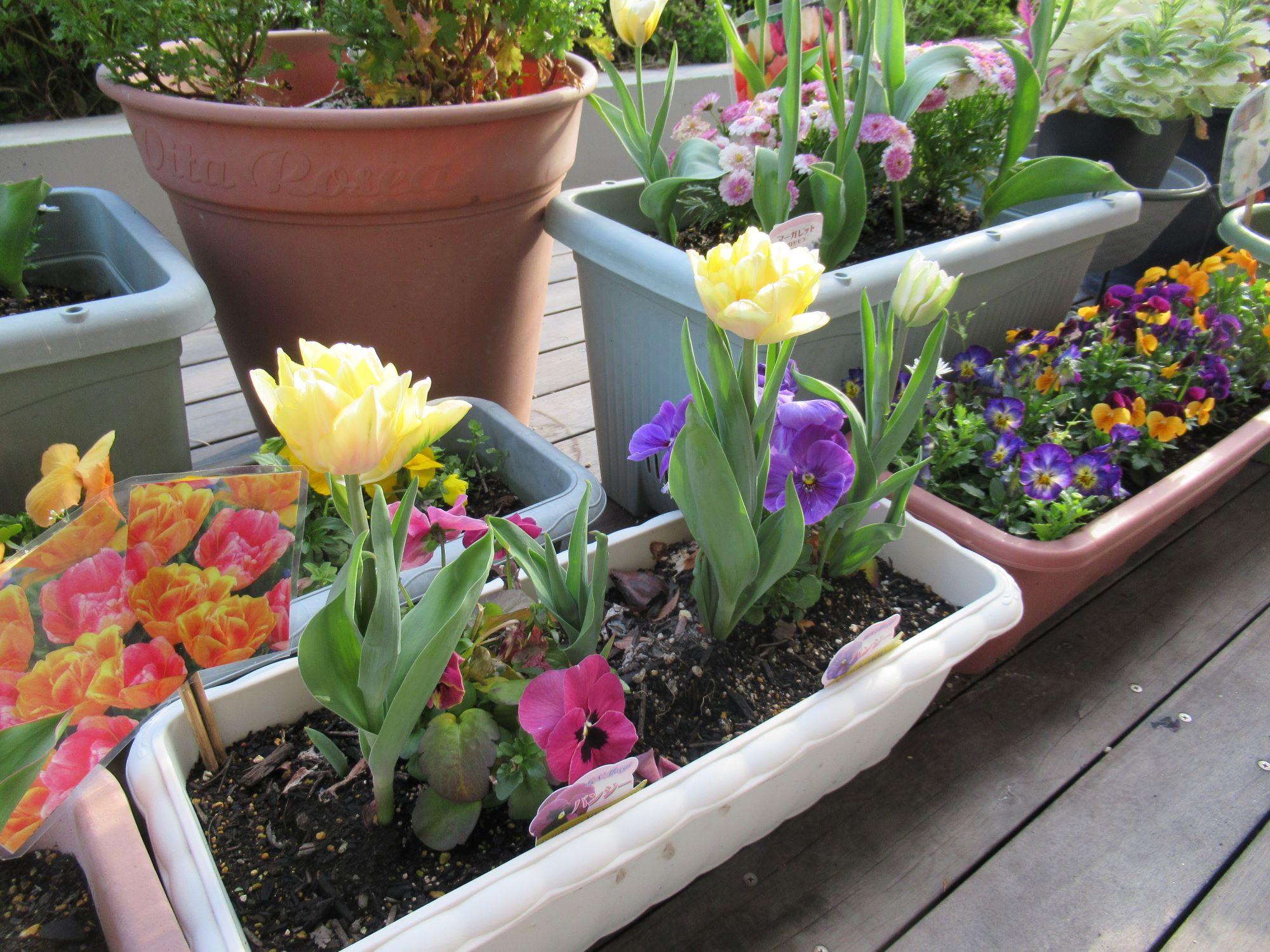 ウッドデッキのお花を紹介　✿　2026年3月編