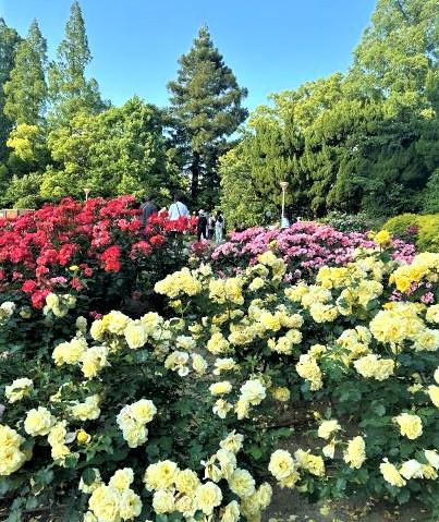 靭公園バラ祭が開催されました♪