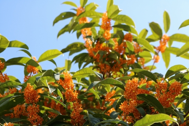 2025年秋晴れと金木犀の香りに包まれて