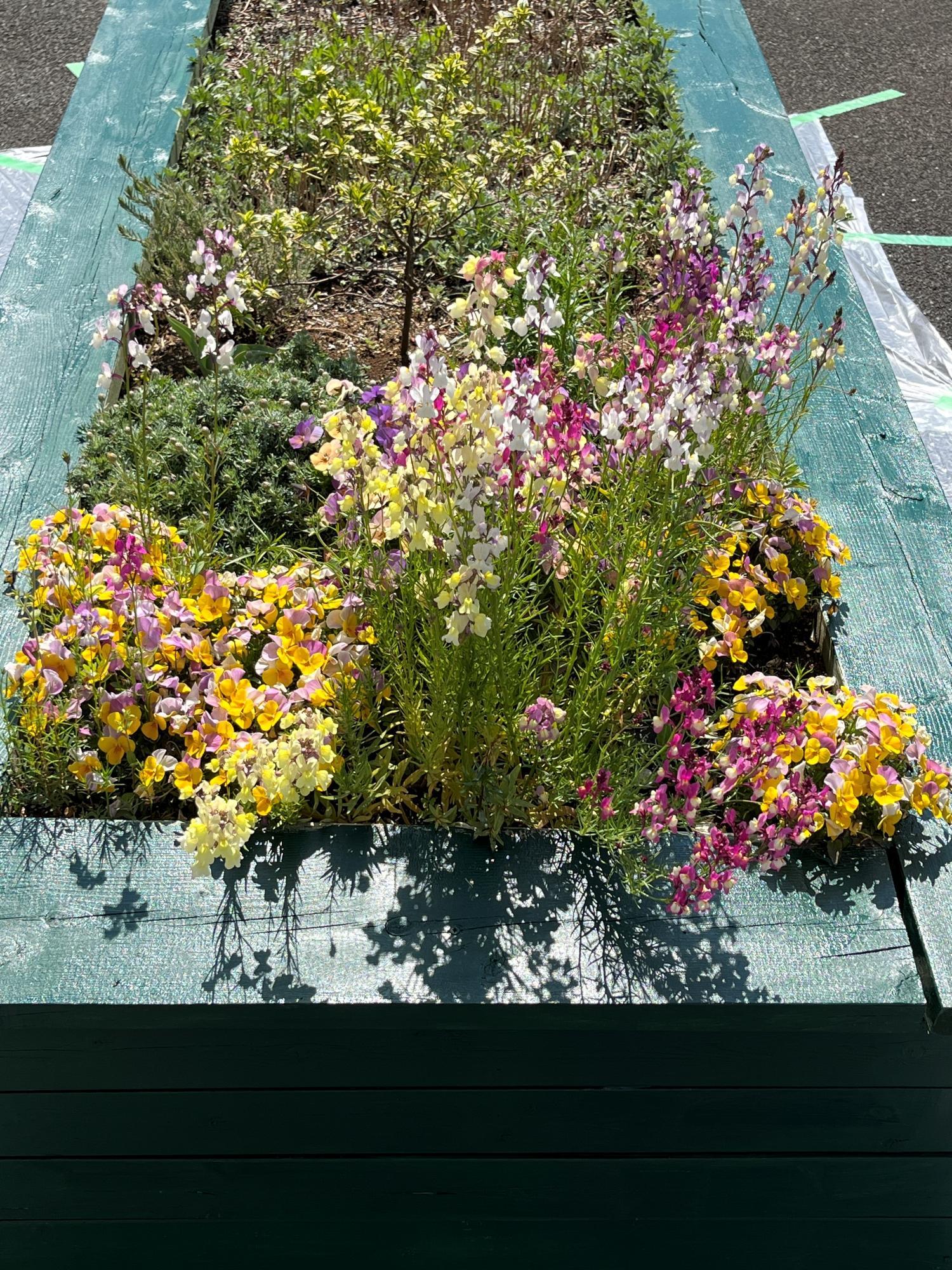 hoshigaoka20260324-3