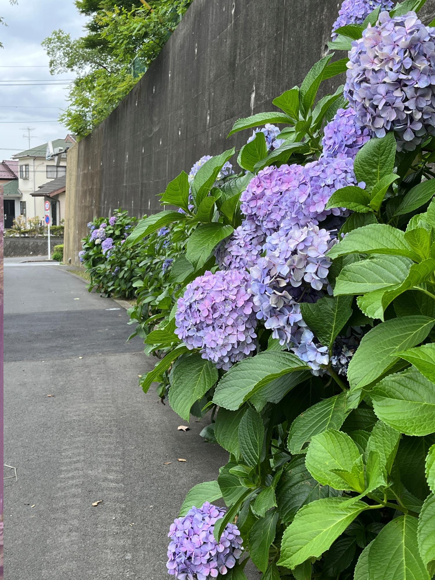 5hsohigaoka20260624