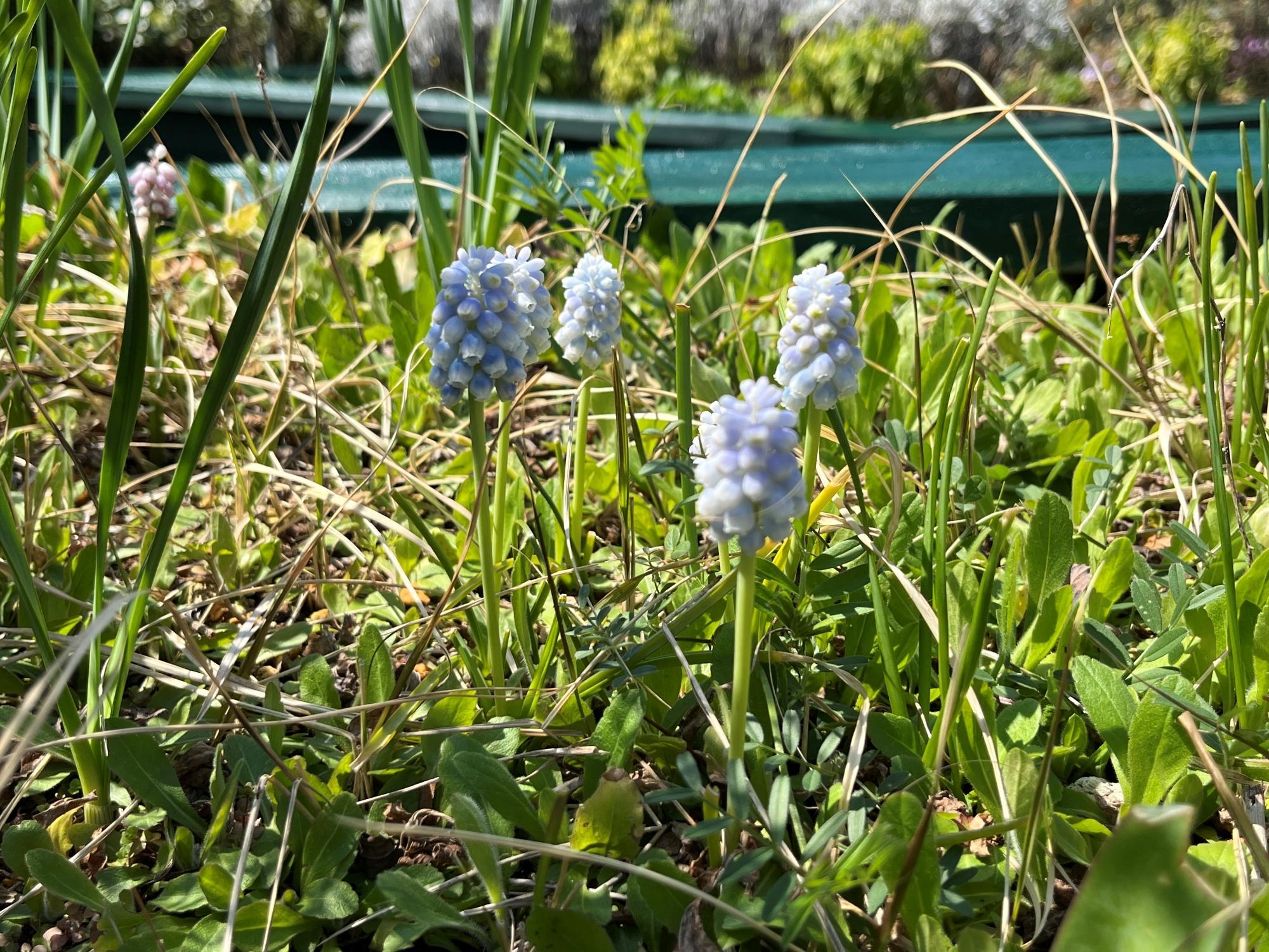 hoshigaoka20260324-4