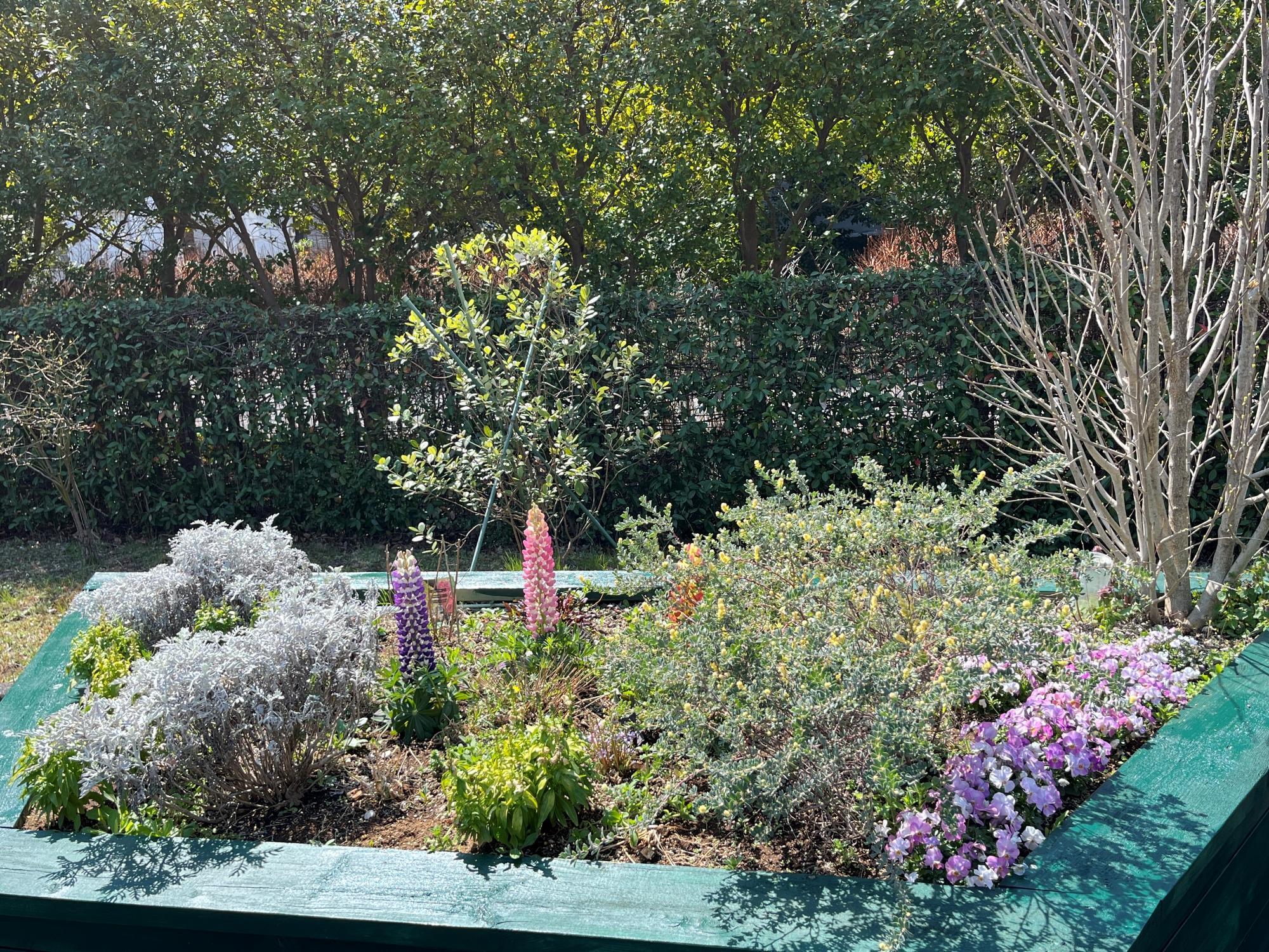 hoshigaoka20260324-5