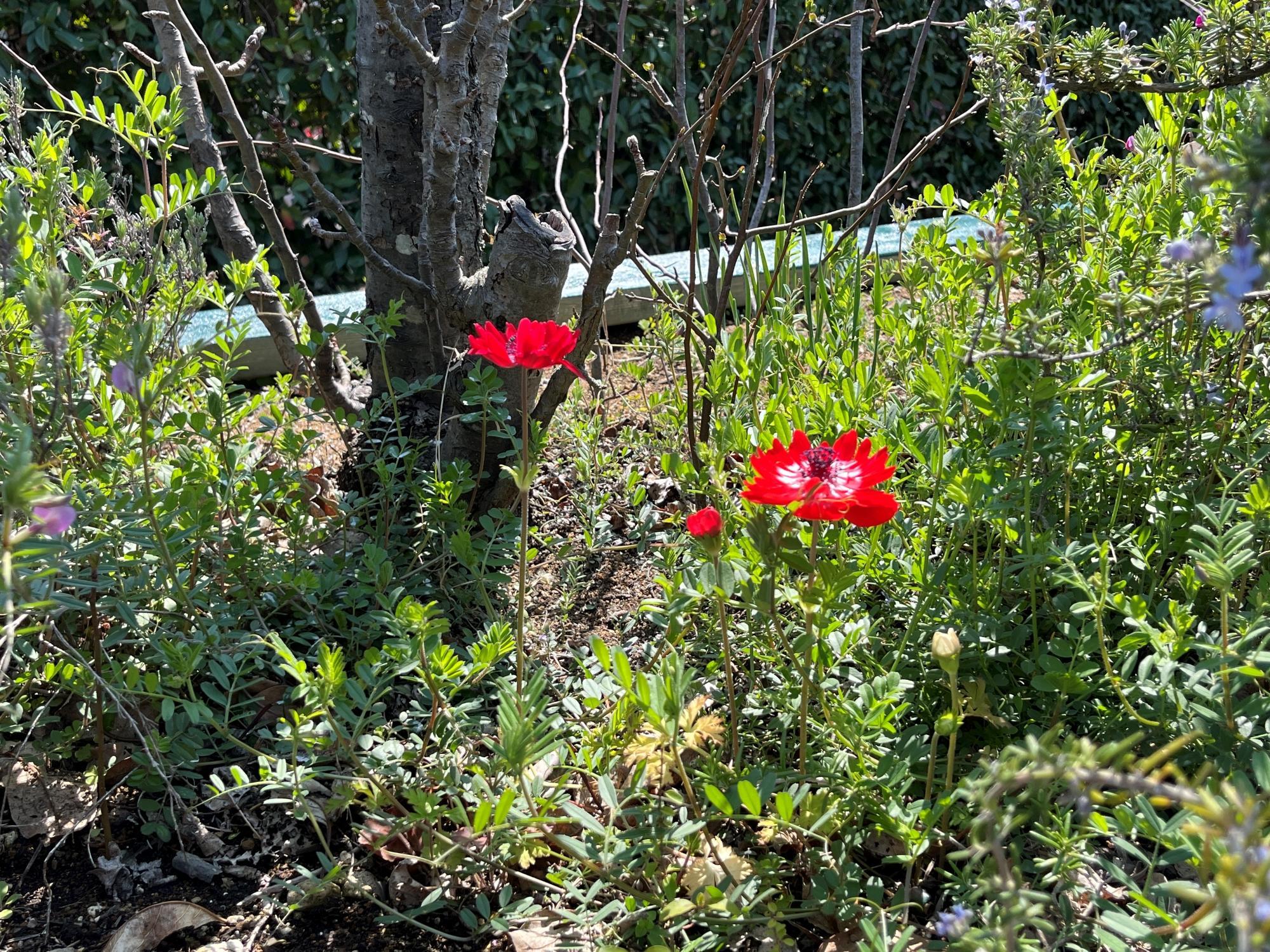 hoshigaoka20260324-6