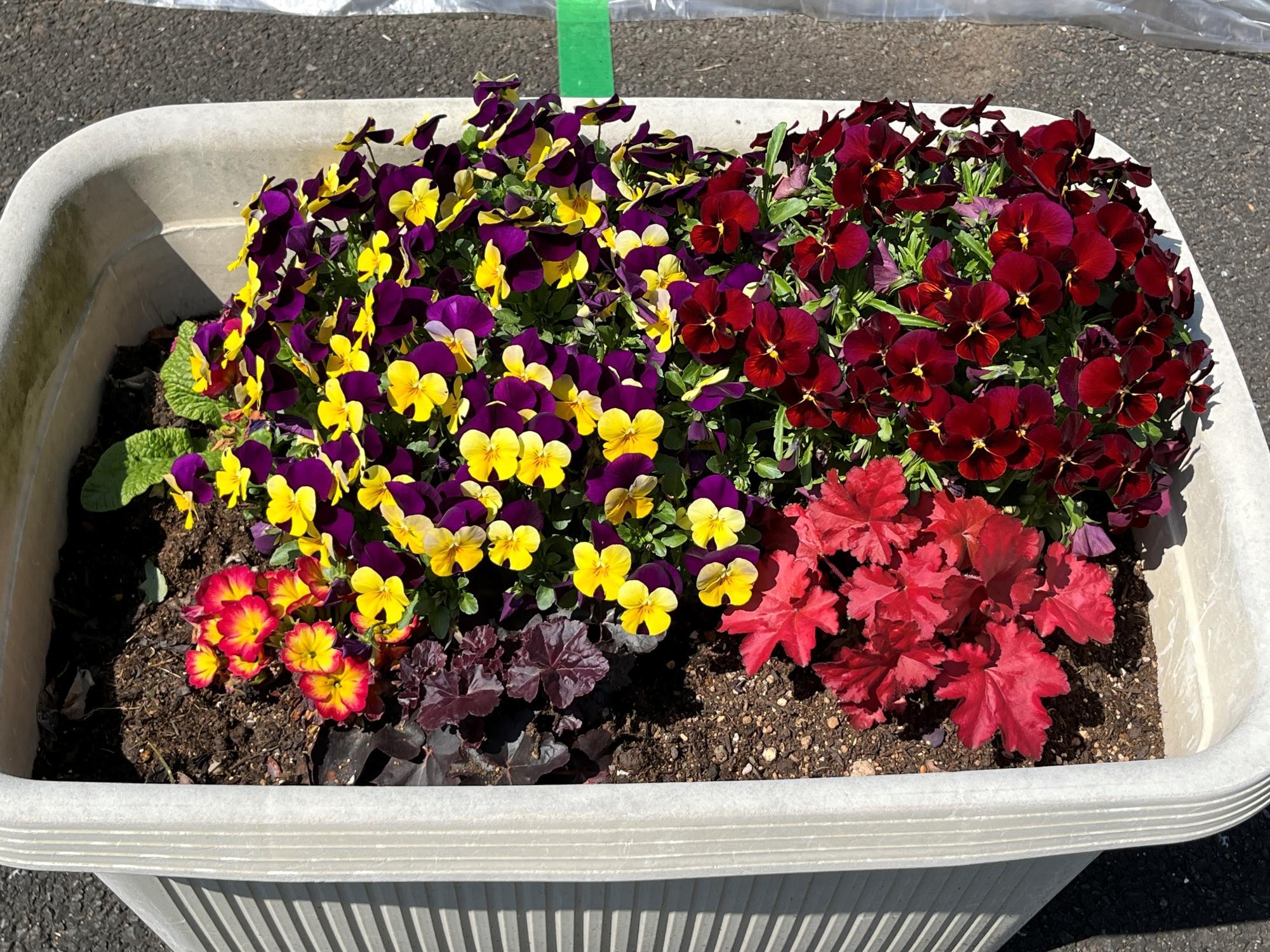 hoshigaoka20260324-7