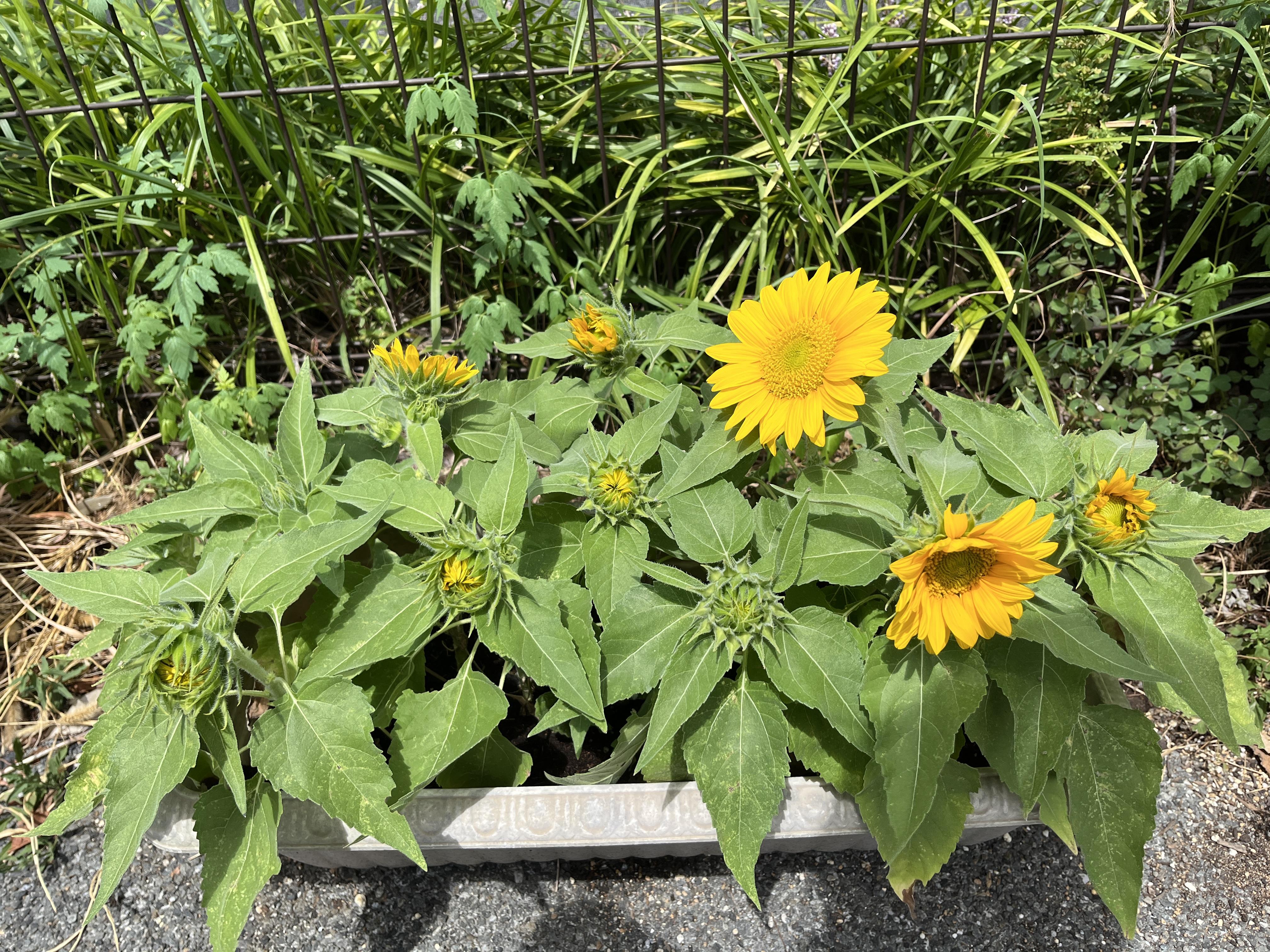 7hoshigaoka20260806