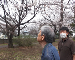 お花見