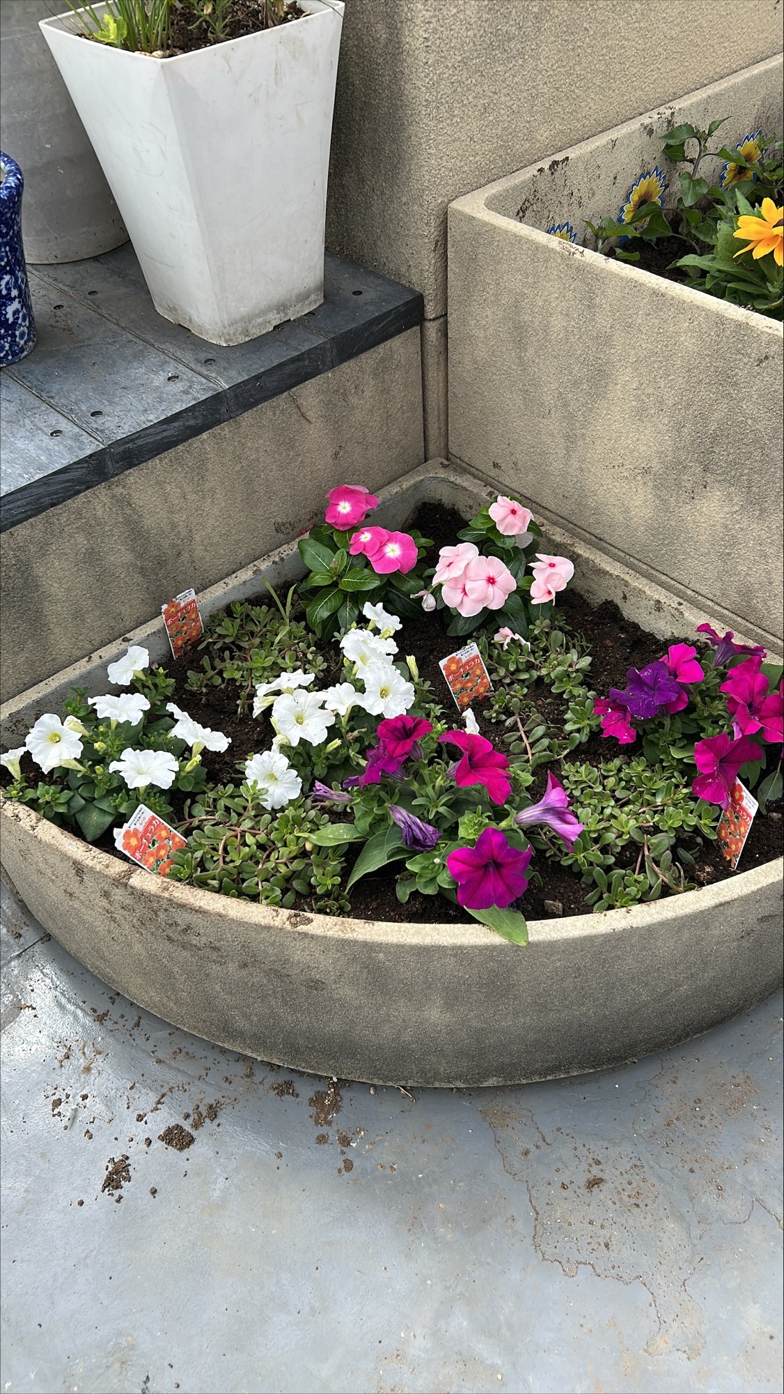 屋上お花3