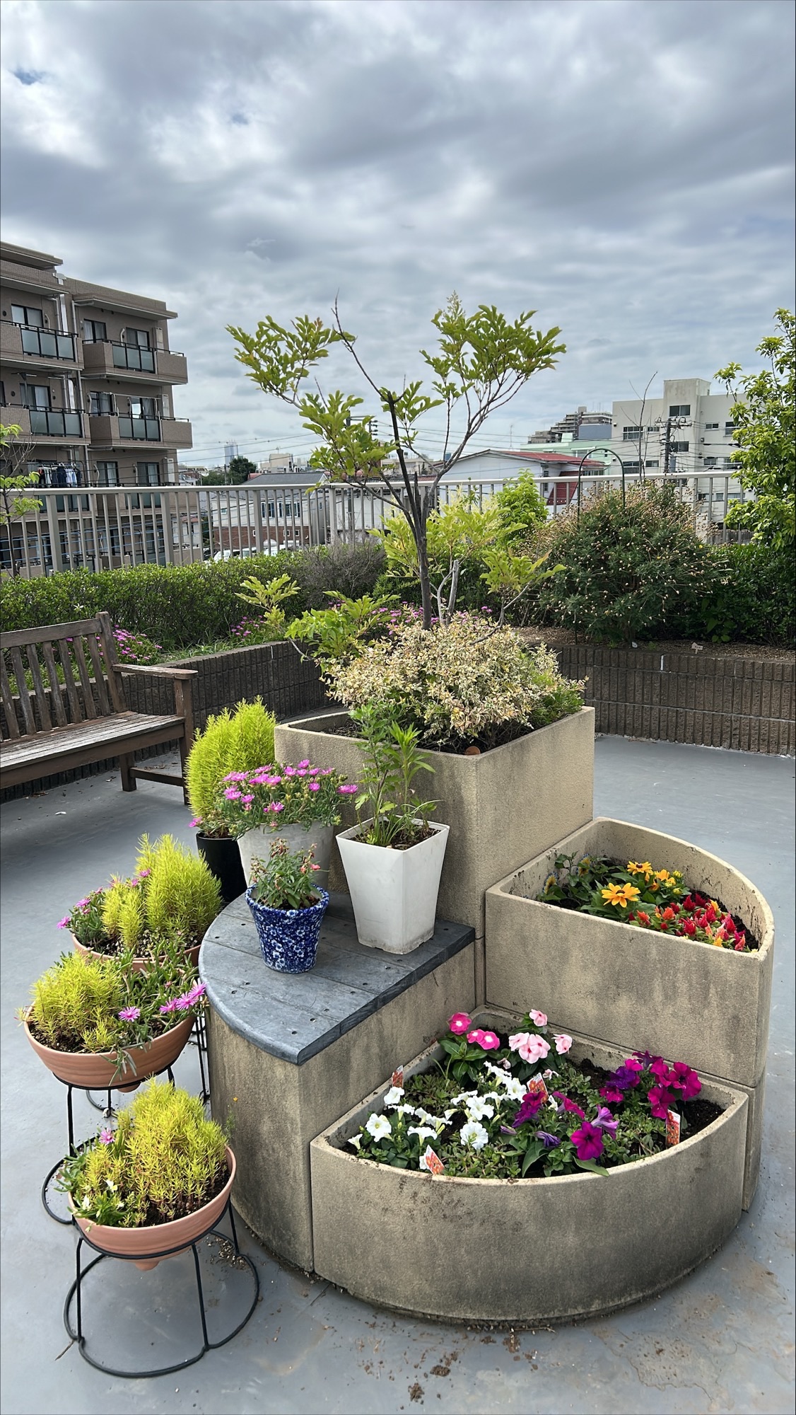 屋上お花1
