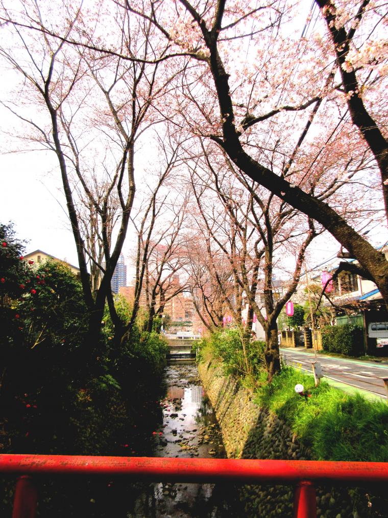 東川沿いの桜