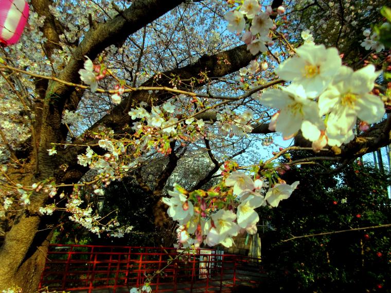 東川沿いの桜