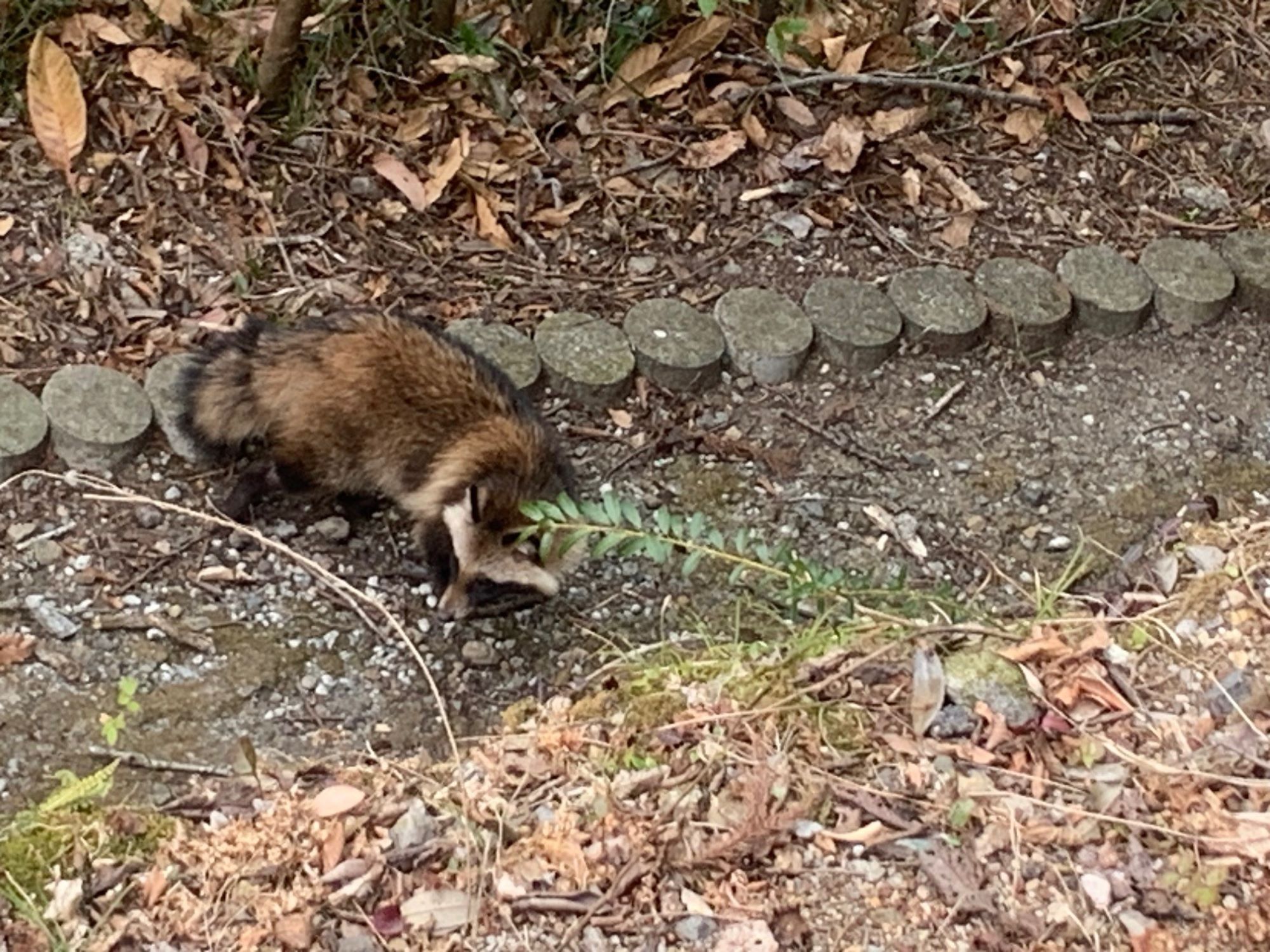 野生動物