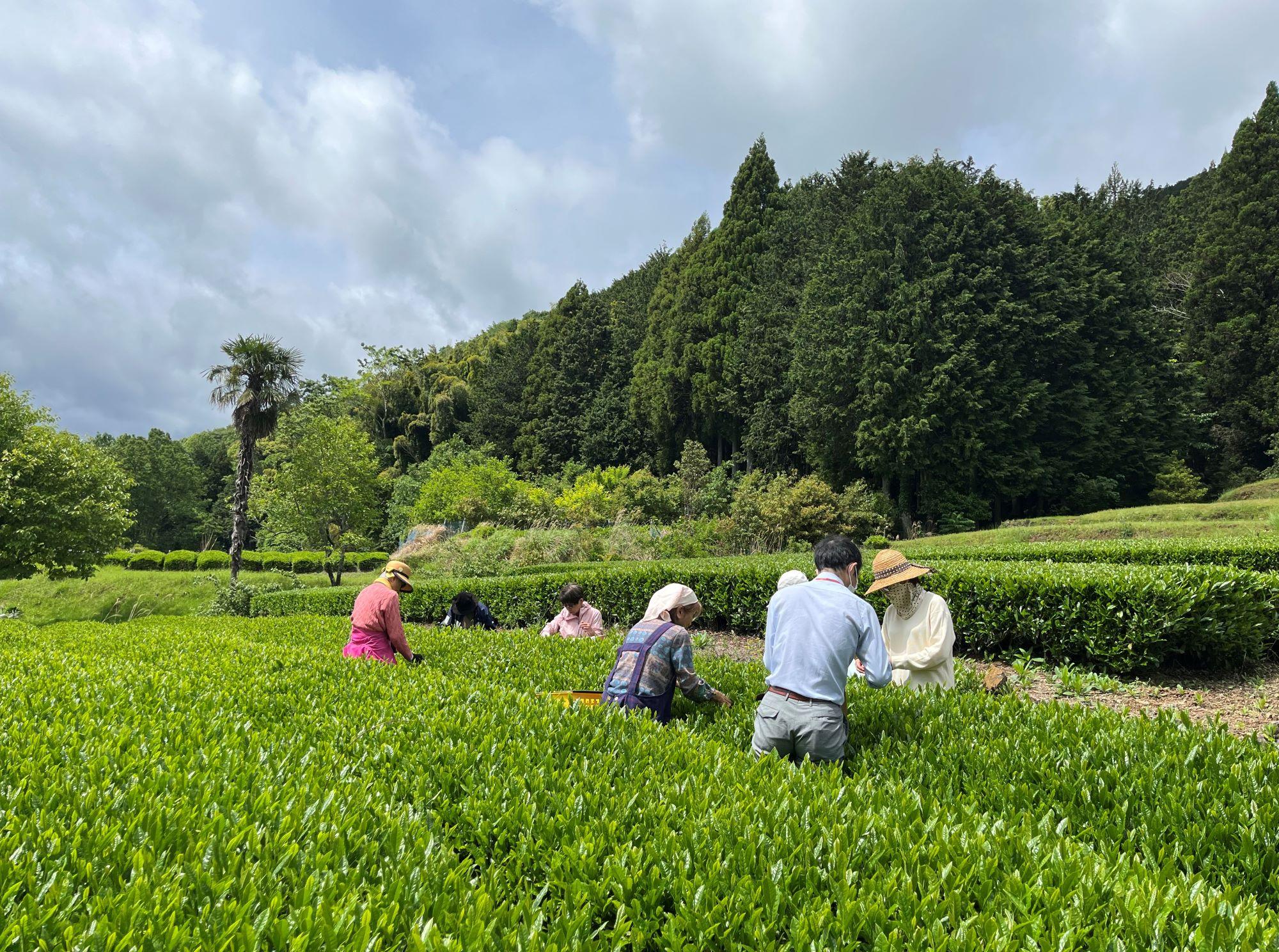 新茶の季節