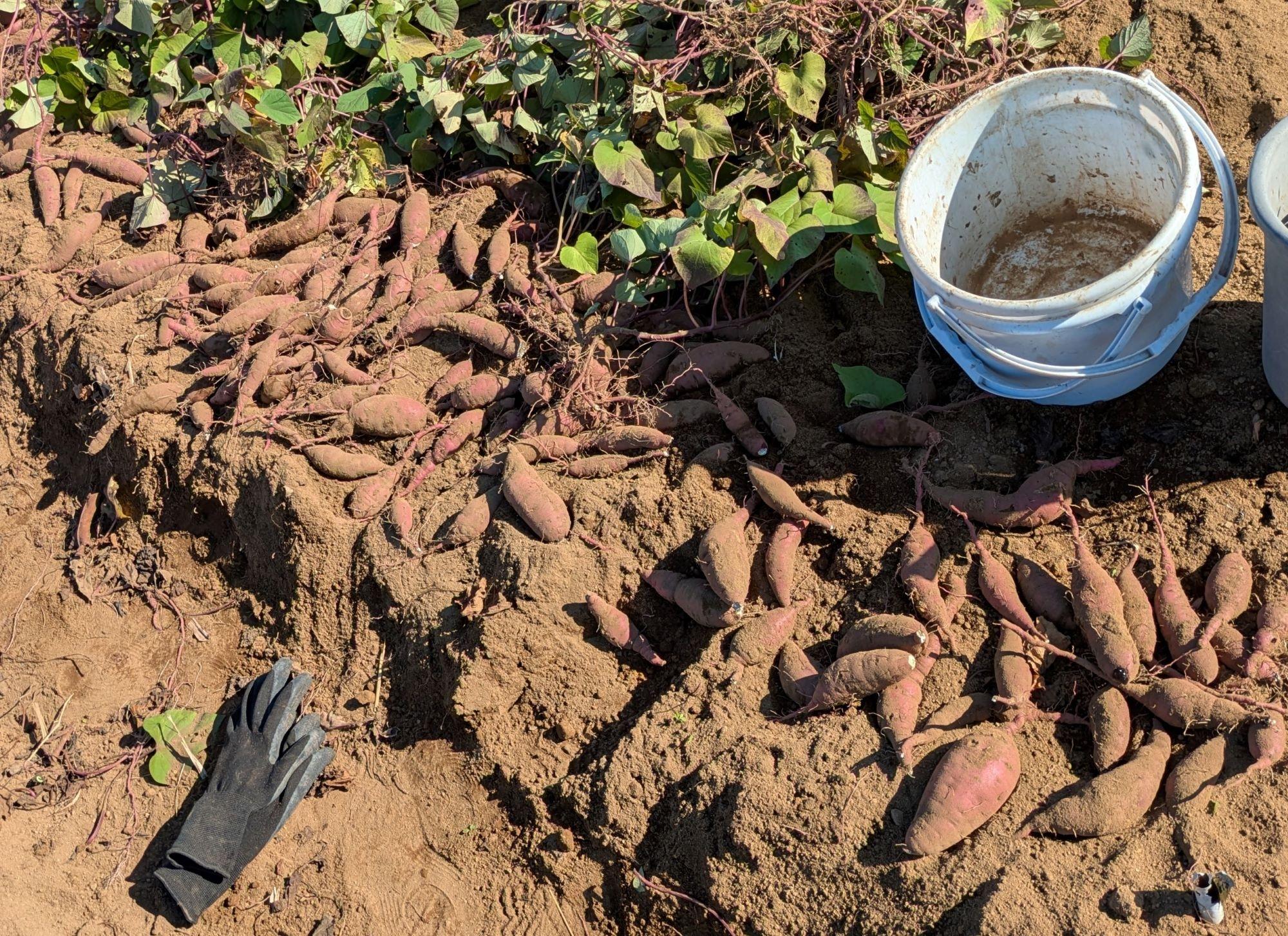 PXL_20251122_013244883