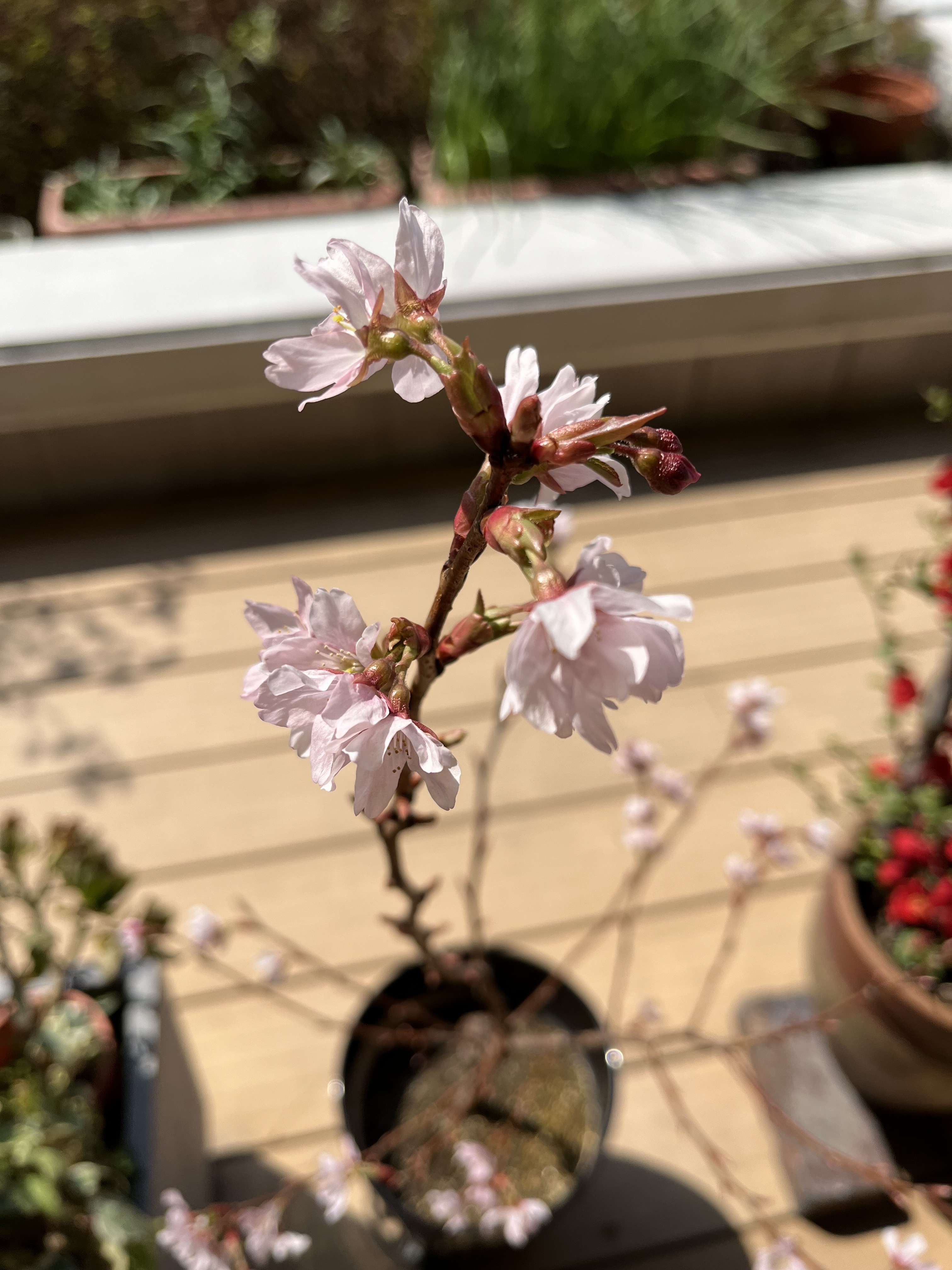 桜プロジェクト大成功🌸