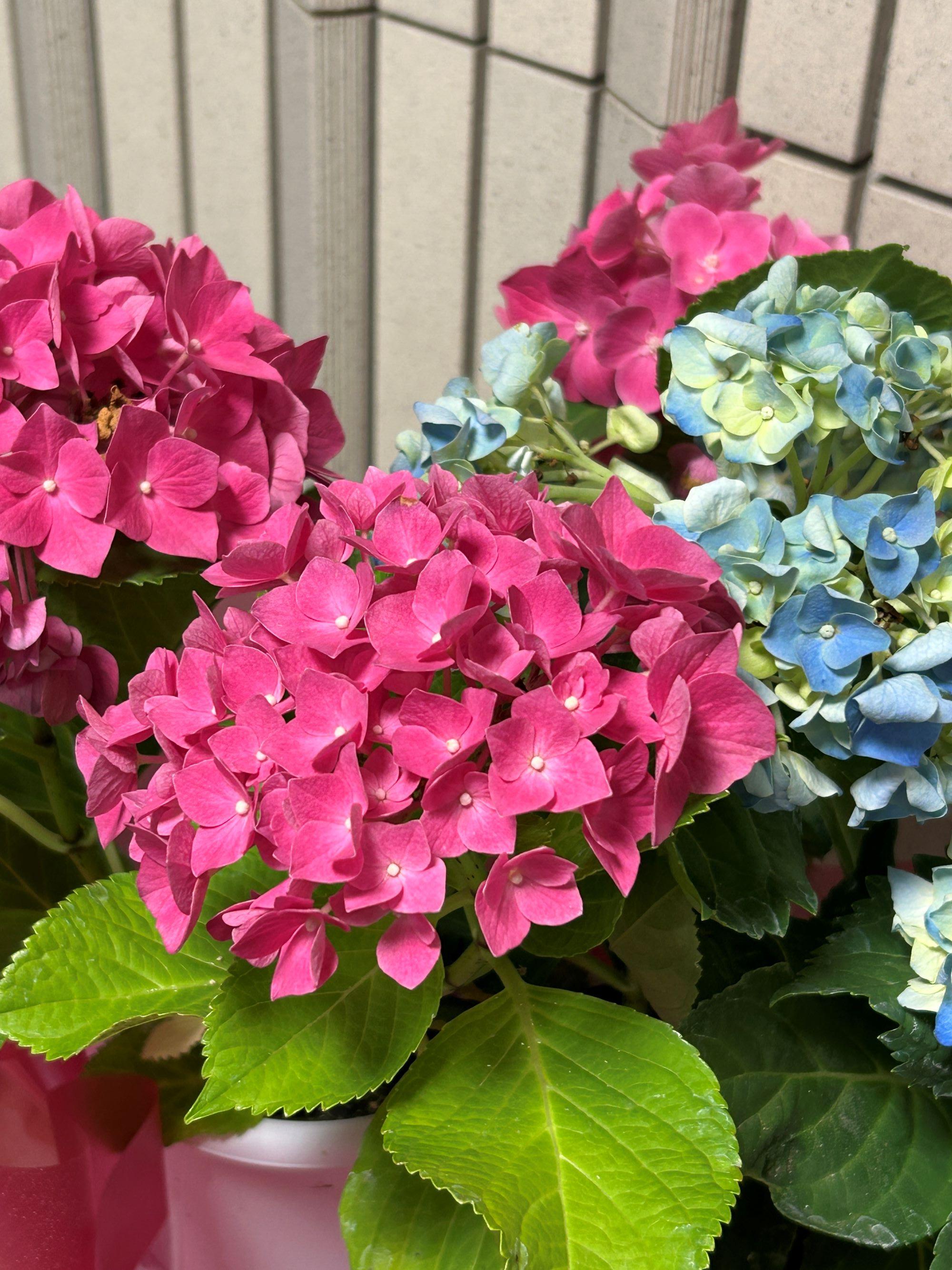 赤と青のアジサイ
