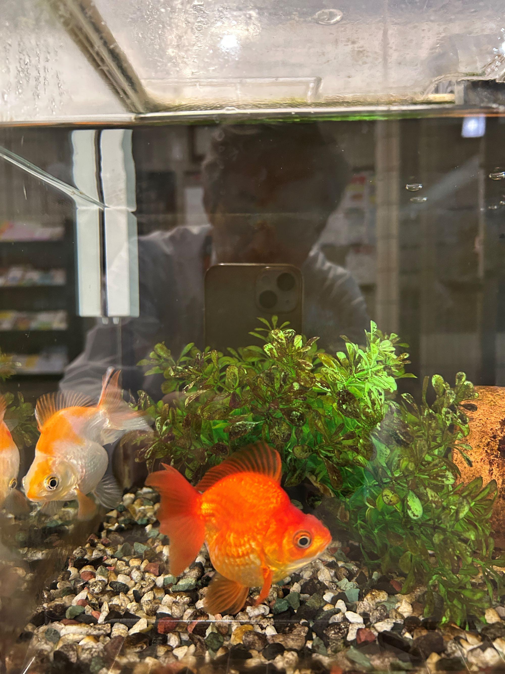 sorottesuisui