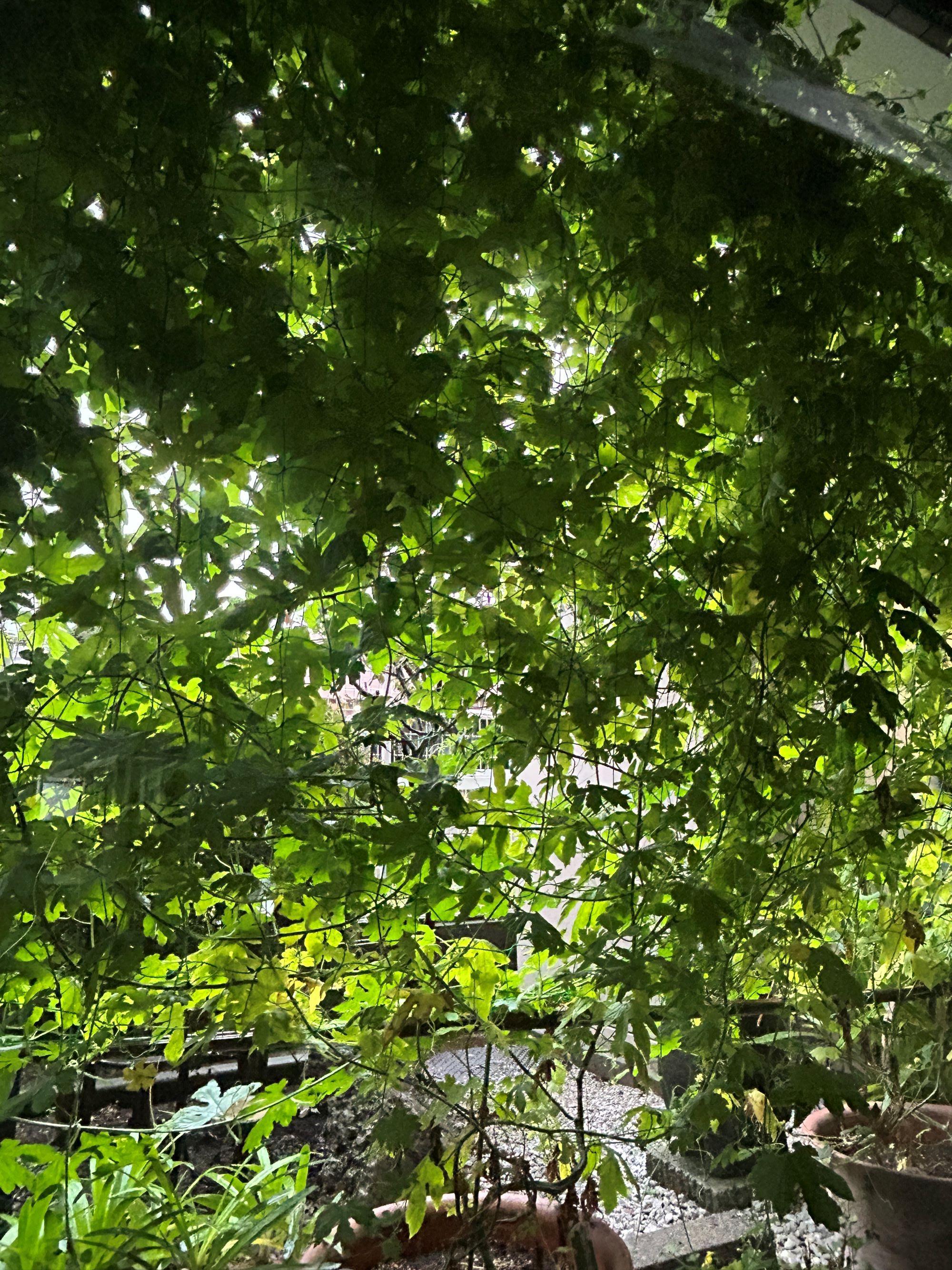 夏の名残のゴーヤ