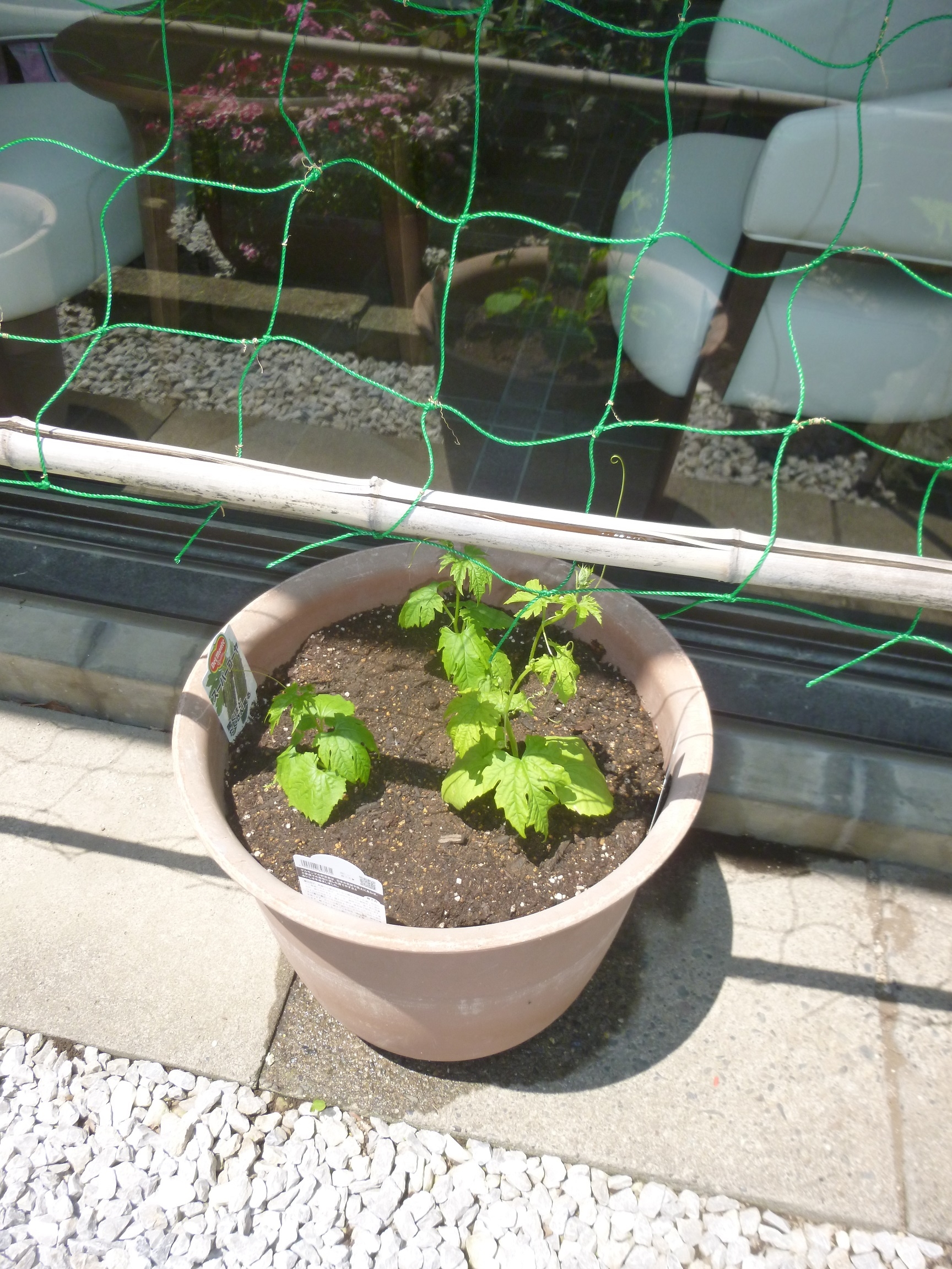 今年も始めました.JPG