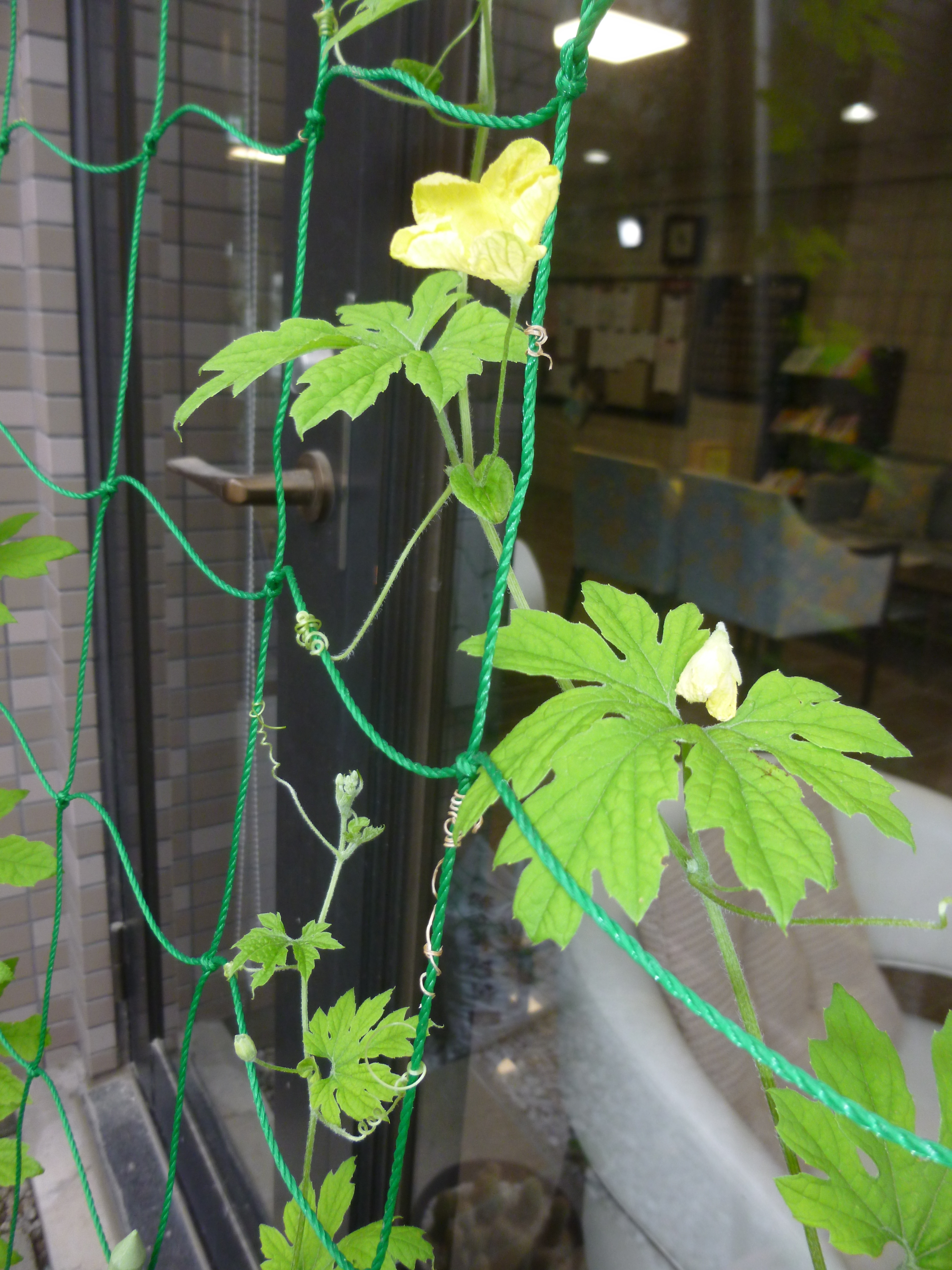 花.JPG