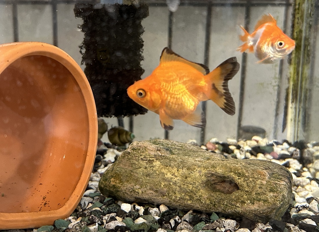 金魚1