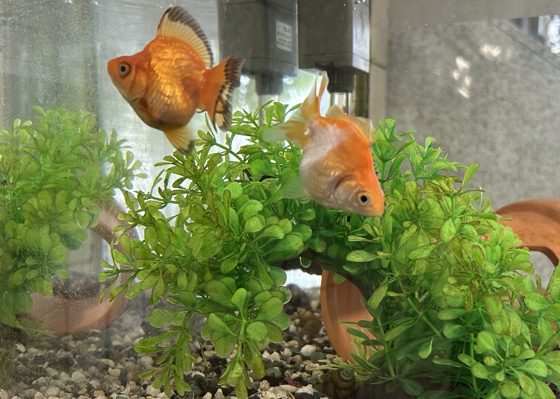 金魚3
