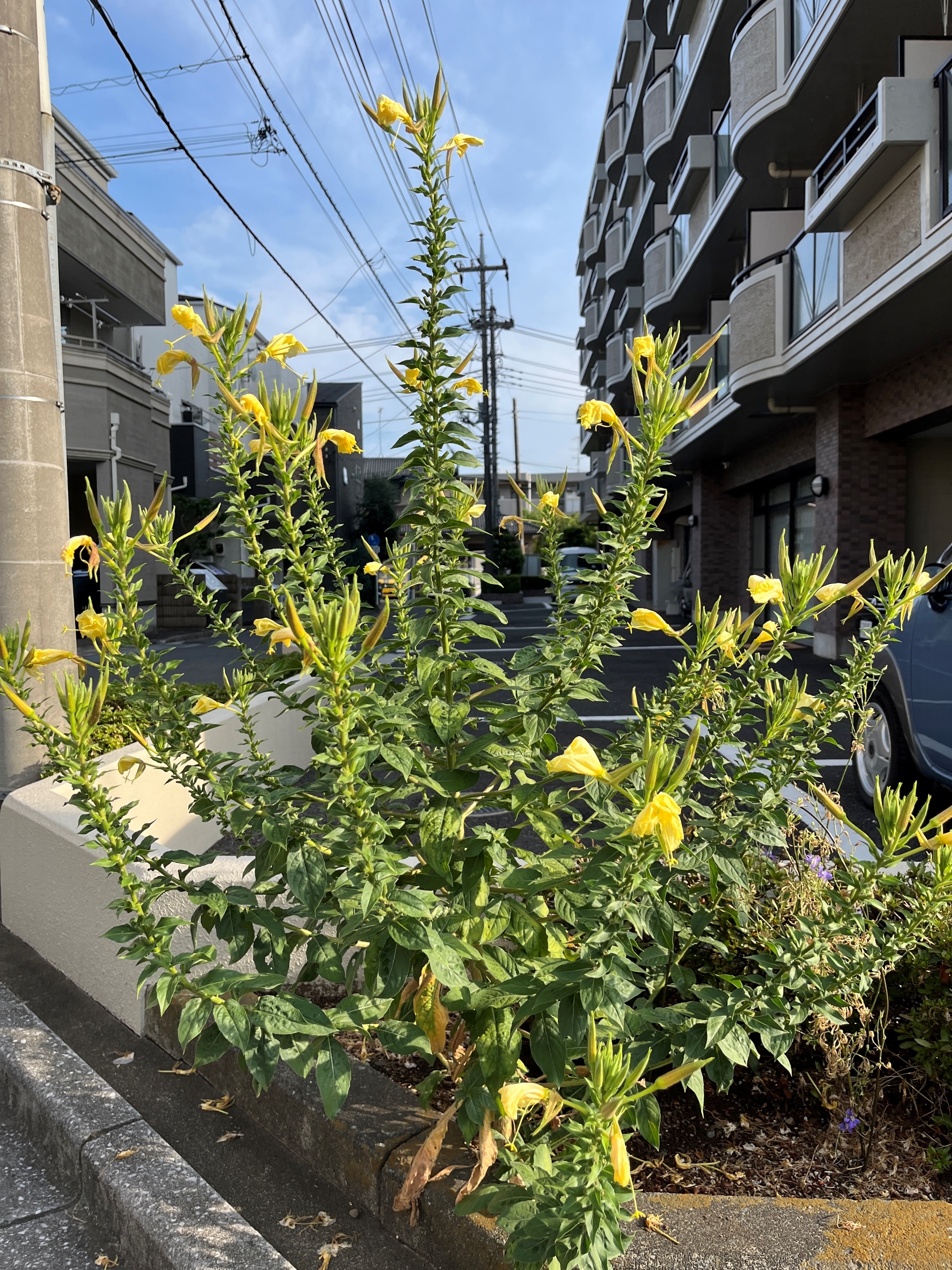 5urawa250808.JPG