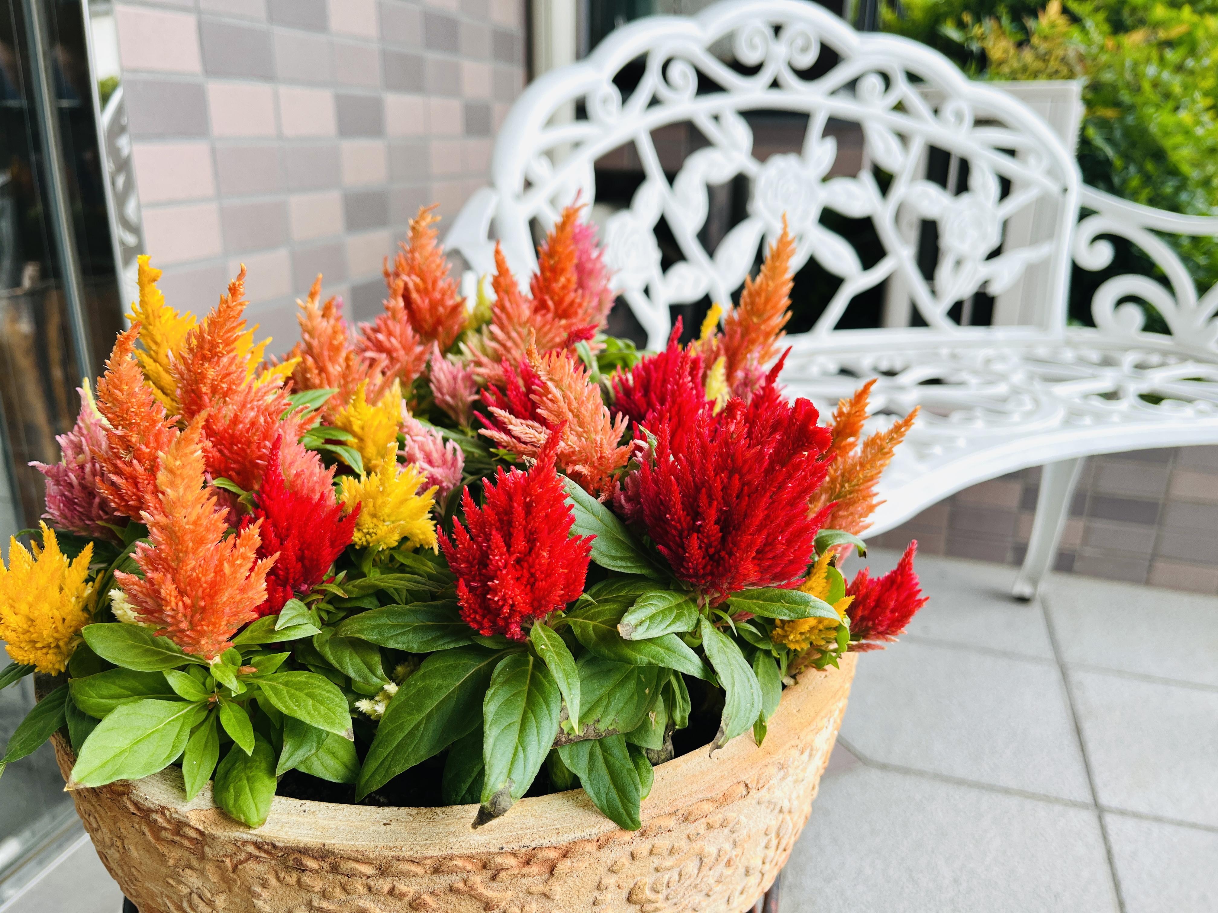 ケイトウの花が見守る玄関先