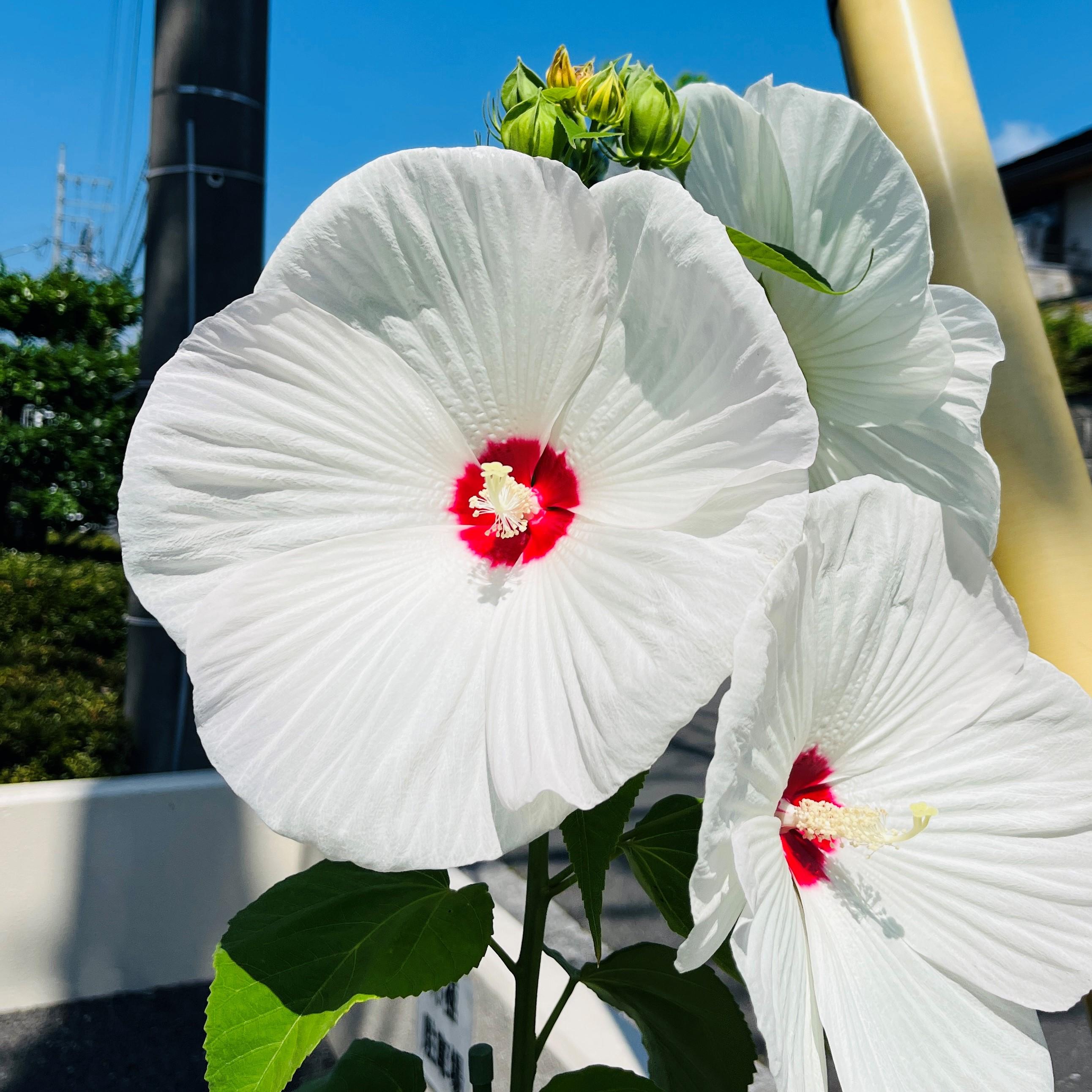 夏到来!駐車場に大きな花がさきました🌺